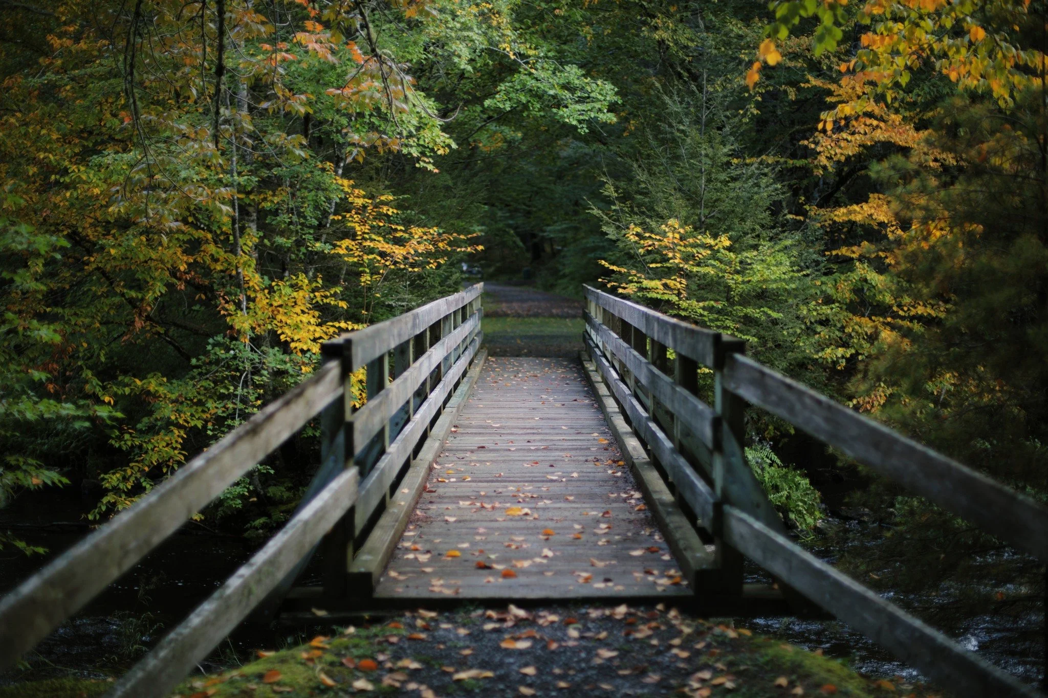 VERY SHORT STROLL &mdash;&mdash; Cameron's Brook Provincial Park is a tiny place to pull over. So small you'd hard even notice in passing. It had grabbed my attention several times speeding past on Highway 8 &mdash; and this time, returning from tell
