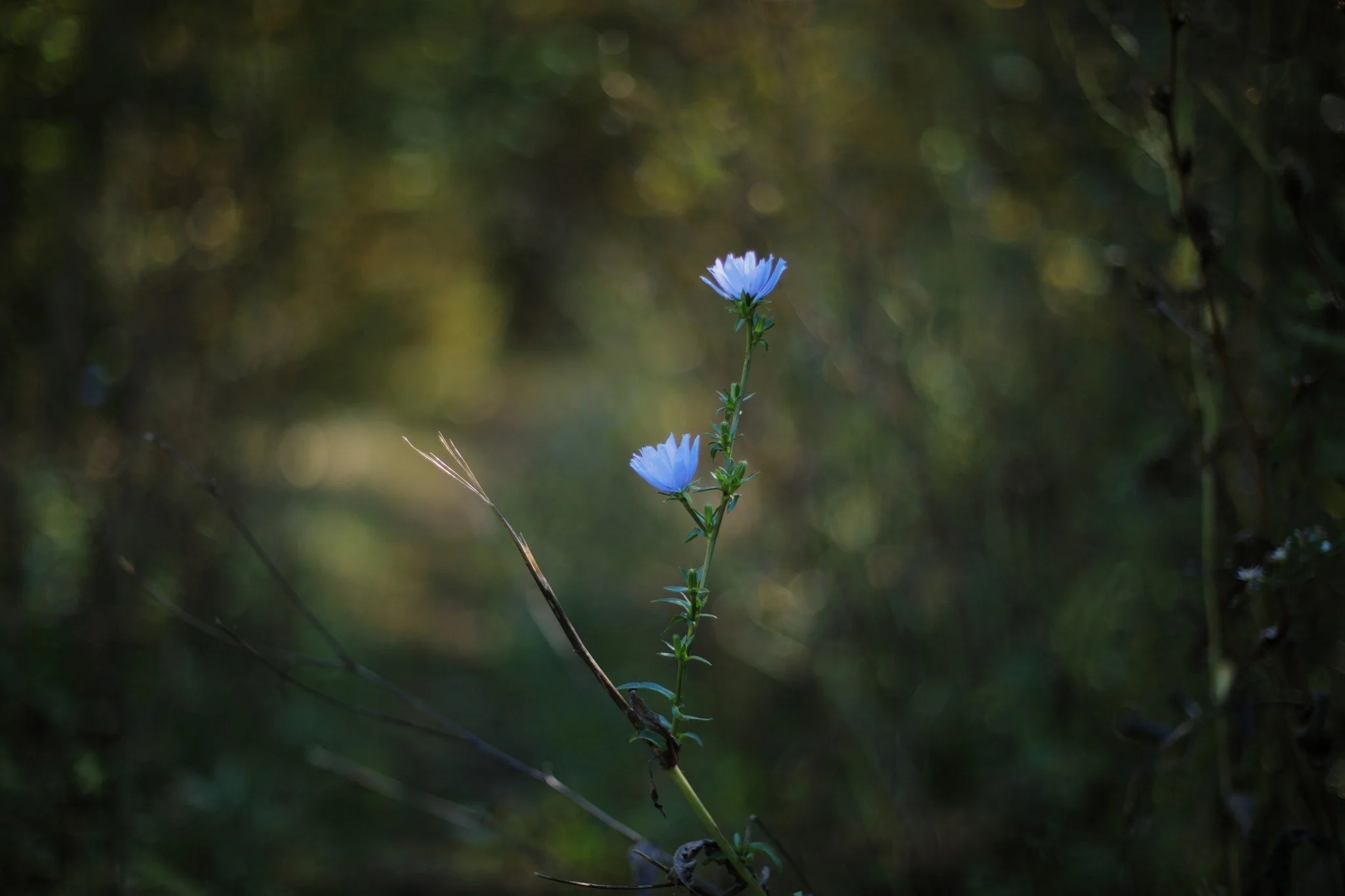 NAMELESS &mdash;&mdash; I've never made much effort to learn the difference between what some call flowers and some call weeds. Knowledge is admirable, and I'm all for gathering information, but what I find beautiful in nature is something I try to m
