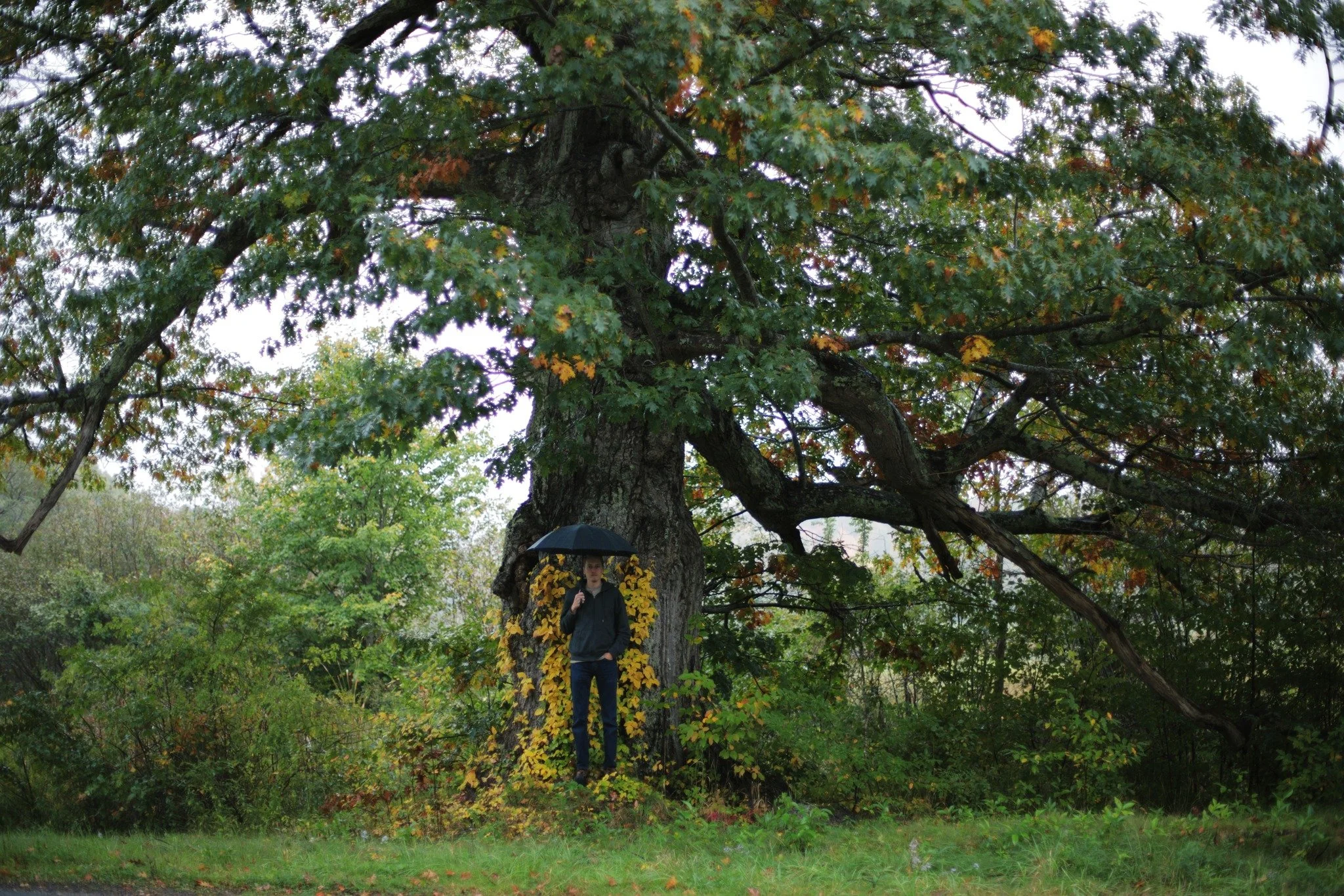 SUBTLE CHANGES &mdash;&mdash; The trees I love most have lost a lot, uneven creatures that fail to match their former perfect form. But there's no less beauty in a loss of symmetry. Every year is an effort extending and expanding, but not so as you'd
