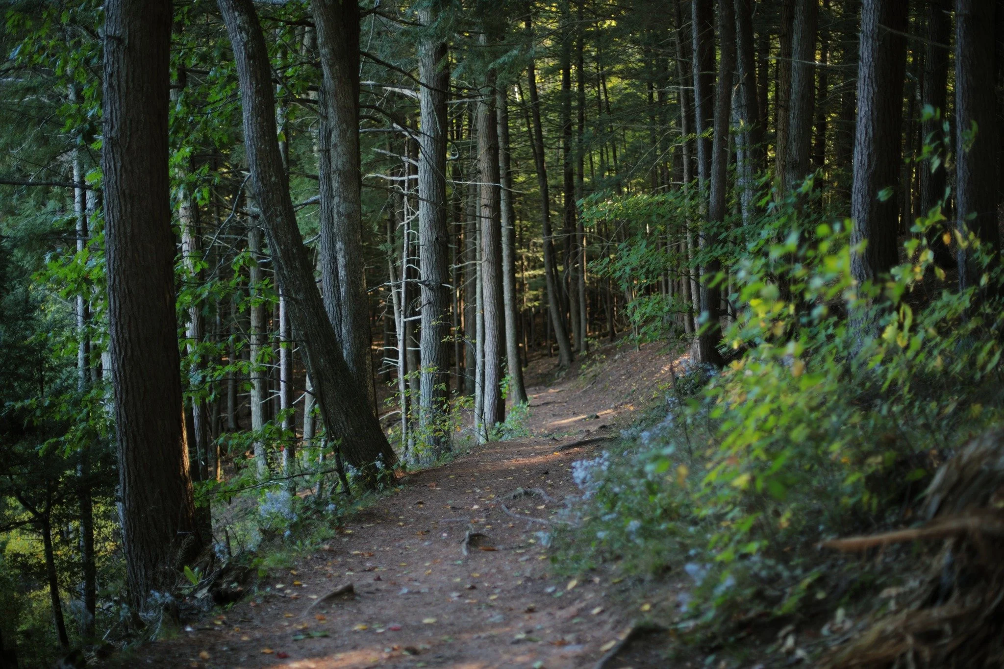 WITH LITTLE RUSH &mdash;&mdash; At the southeast corner of land owned by an agricultural research station, beyond a potholed parking lot and rickety picnic area, is the sleepy Ravine Trail. Easy next to the precarious places I typically hike, but not