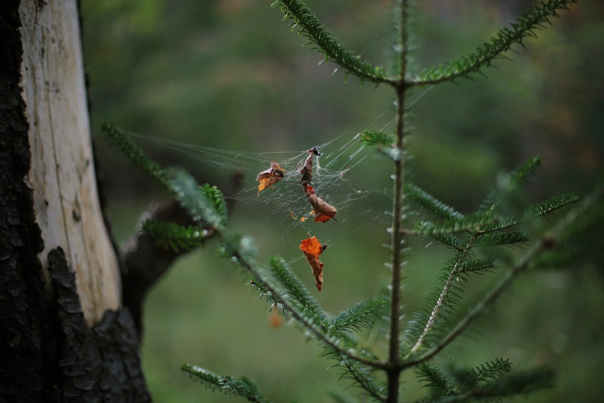 MIGHT FEEL FINAL &mdash;&mdash; Wherever I walk, spider webs. I rarely see them coming, strung between branches, near-invisible gossamer filaments always finding me at eye level. I seem to encounter them most often in their spent stage. Disconnected 