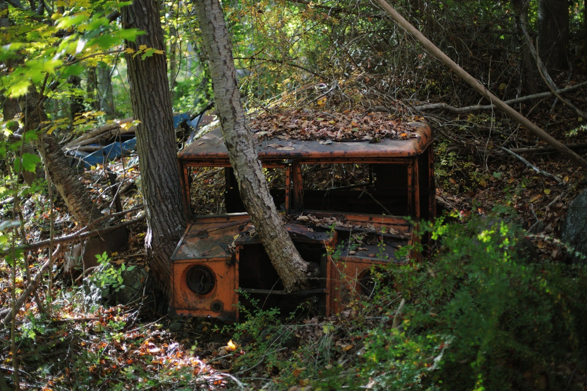 SKELETON IN THE SUN &mdash;&mdash; Near as I can tell, this is what very little remains of a WW2-era Canadian Military Pattern truck. It's a wreck at the level of losing recognition. All that rust still holds to a little orange paint, and a tree trun