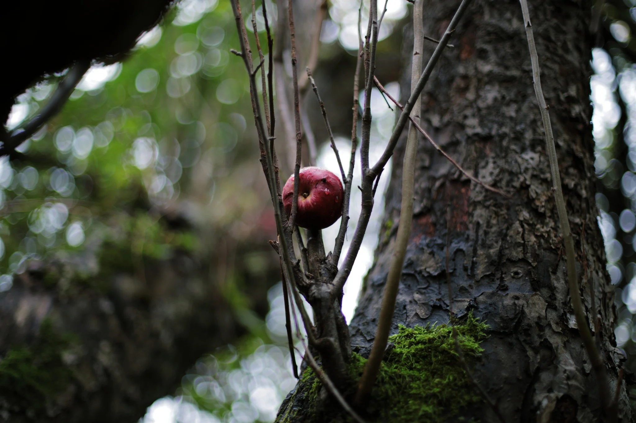 LOSING THE LESSON &mdash;&mdash; It's the season of feral apples caught in curious places, hung up on some windblown descent. Shaken from their perch with no one to catch them, left to feed the hunger of deer. The weight of chance is something tough 
