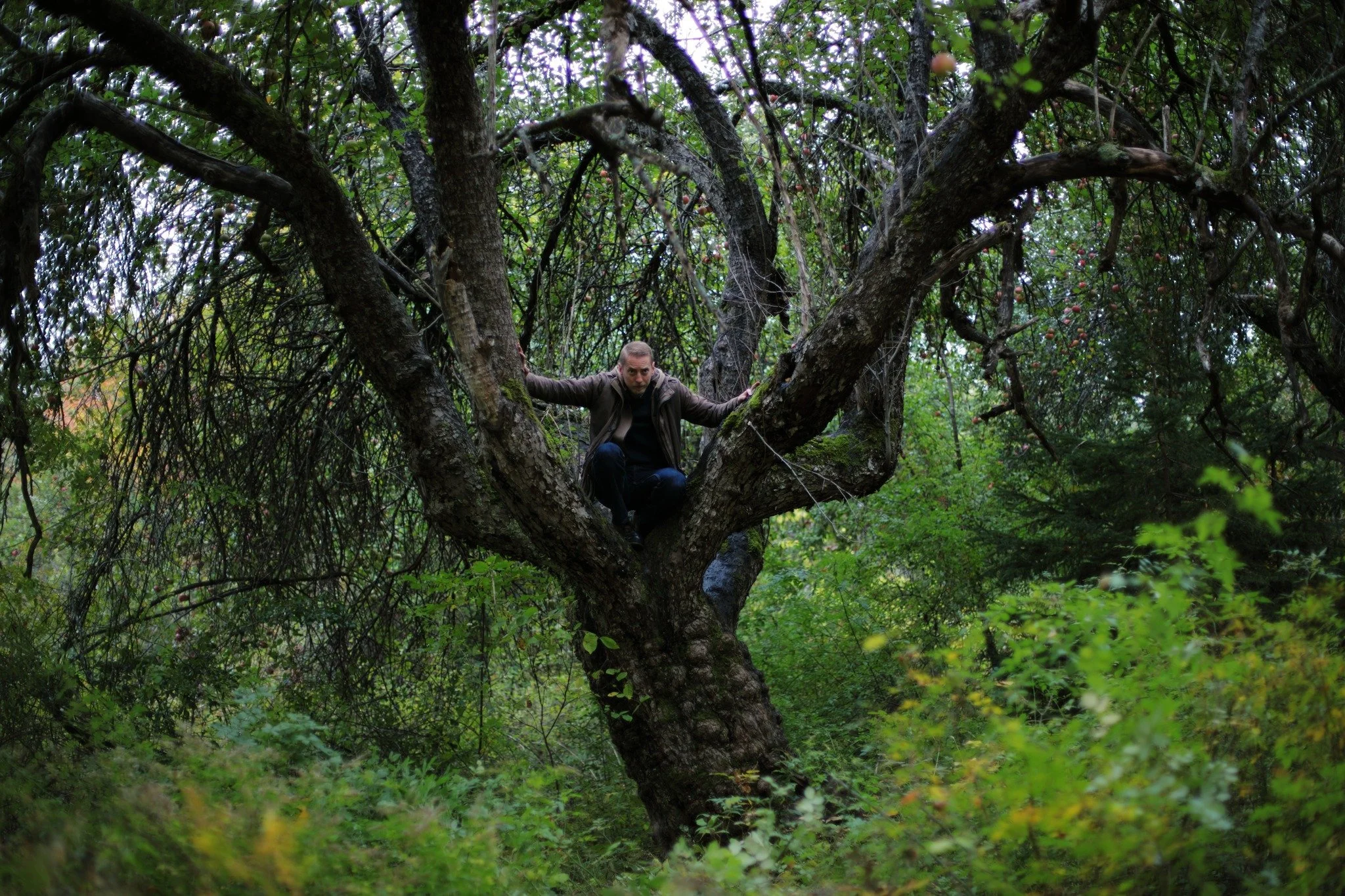 GHOST OF ANNAPOLIS APPLES &mdash;&mdash; The first time I considered the concept of dereliction was visiting this apple orchard. Back before the turn of the century, Tim Hennigar walked with my family up the dilapidated depths of Phinney Mountain Roa