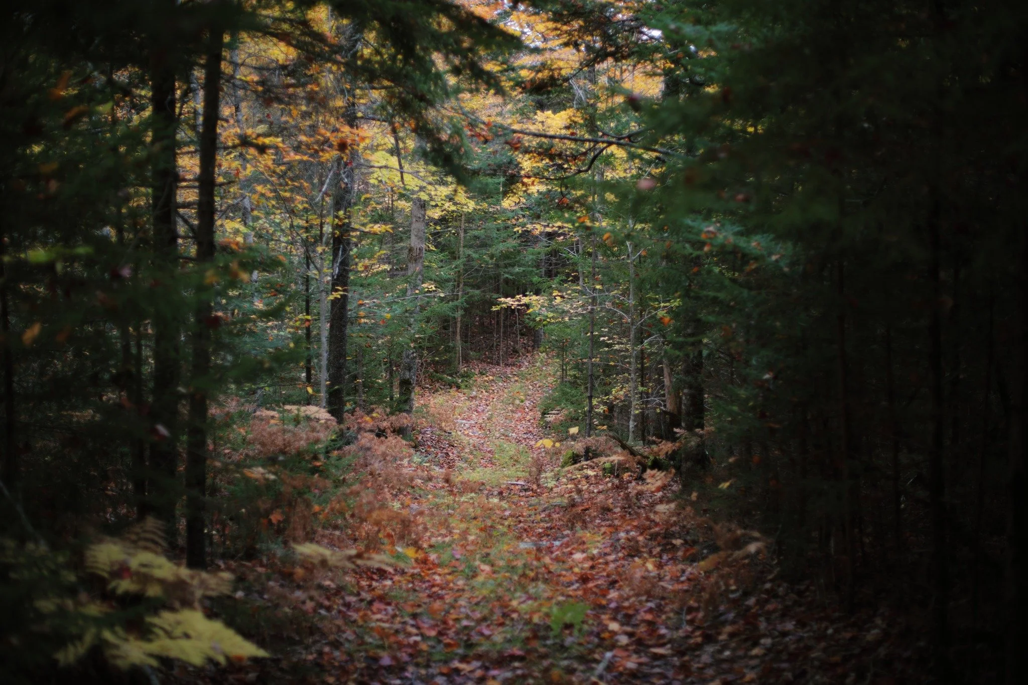 SANITY SOUGHT &mdash;&mdash; Walking in autumn is the best of all the times I've known. No insect activity to speak of, no heat to sweat, and any minor chill is no challenge to keep at bay. The twisting turns of off-road trails take me places fully m