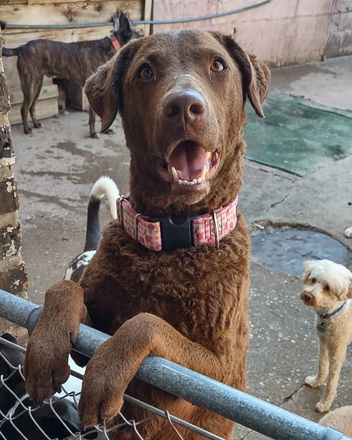 Basking, birding, and ball. It’s the name of the game this Spring! Don’t let it slip away(without a groom, a bath, a self-wash, or a treat from down the street)! โ๏ธ๐ฆ๐พ #chicagodog #chicagodogs #chicagodogsofinstagram #chicagodogstagram #