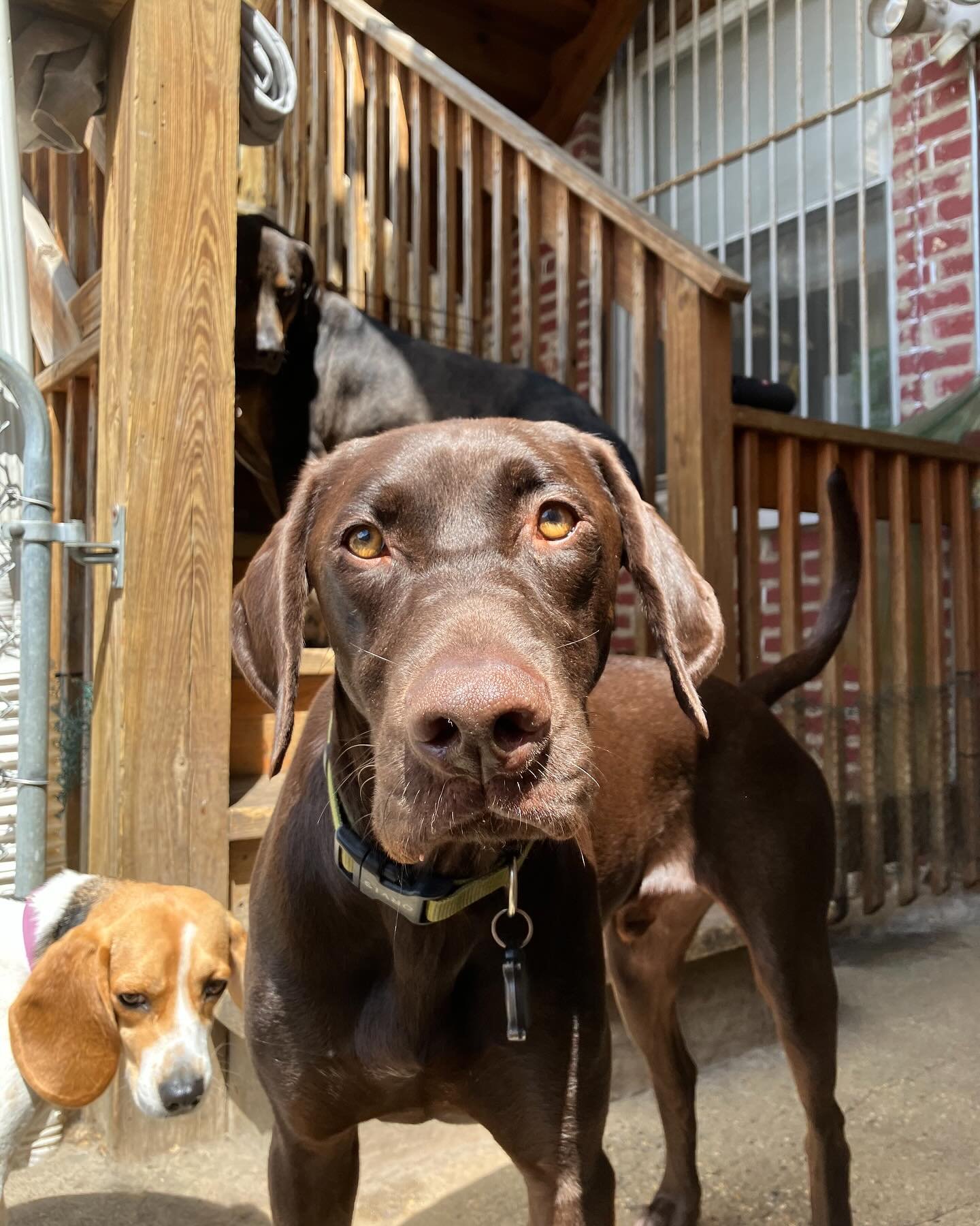 Listen, I know many of us had Monday off, but did anyone else feel like this week was extra long anyway?! Time for a major weekend reset I think. See ya next week! Swipe for primo grooming pics! ๐๐ถ๐
๐#Chicagodog #chicagodogs #chicagodogsofinstagra