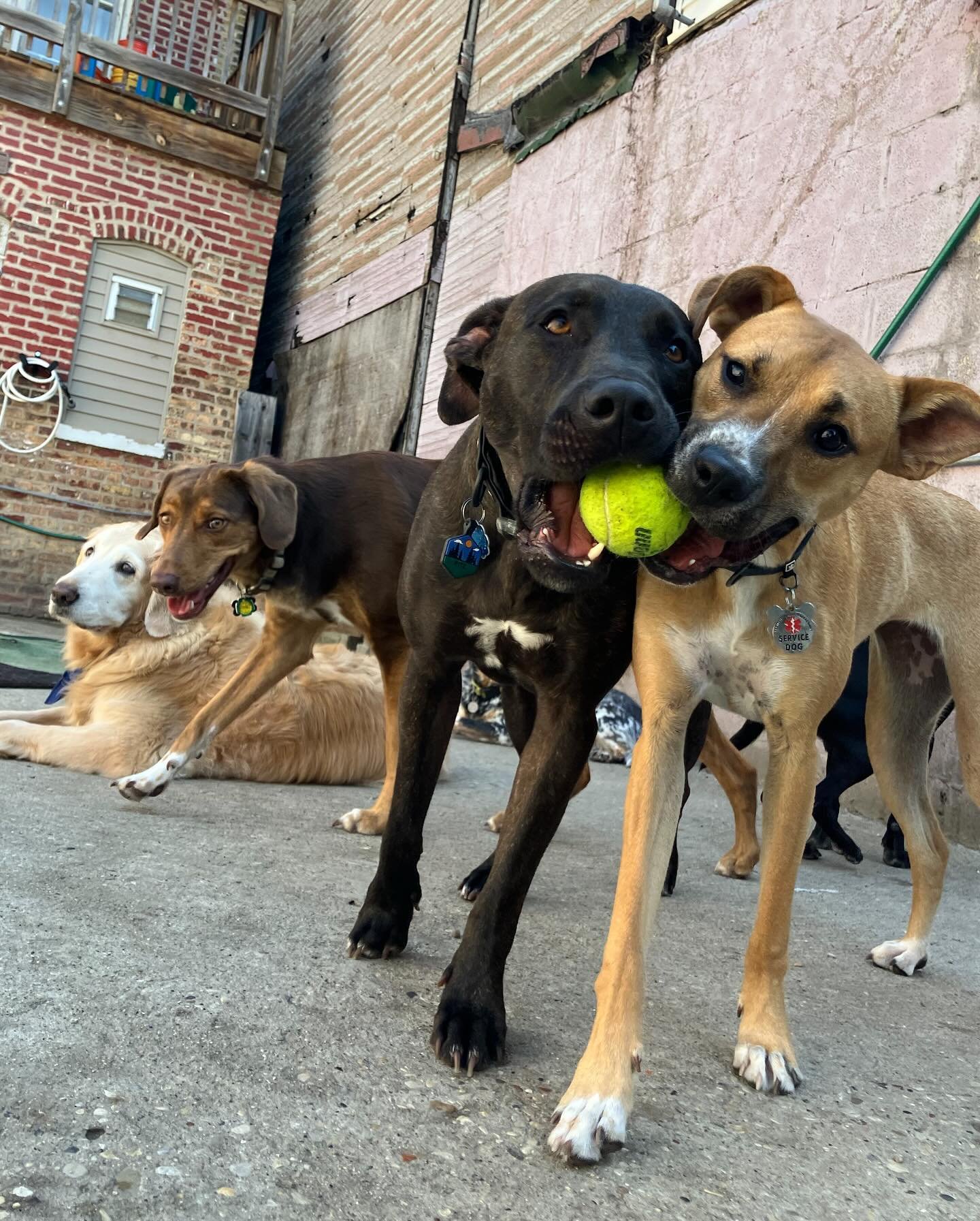 Happy Friday! โ๏ธ ๐พ ๐ถ #Chicagodog #chicagodogs #chicagodogsofinstagram #chicagodogstagram #chicagodogdaycare #doggydaycare #dogsofinstagram #dogsofinsta #dogsofig #rescuedogsofinstagram #mixedbreedsofinstagram