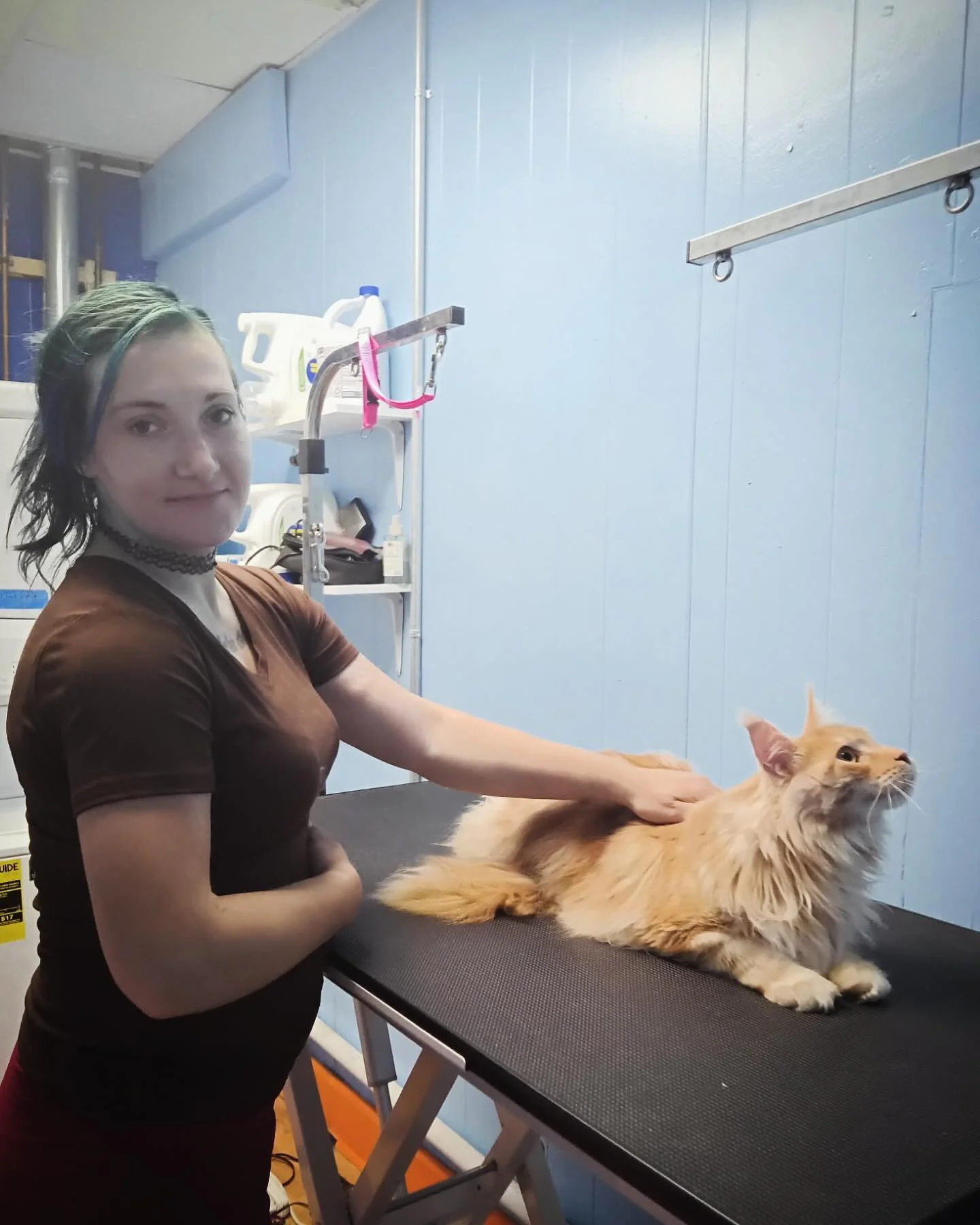 We had so much fun with Deckard& Zidane & it truly was a cat’s day at the grooming salon. Everyone left even more gorgeous than they came! #fyp #fypreelsシ゚viralシ #grooming #catlover #grooming #chicago #viral #prettykitty #mainecooncat