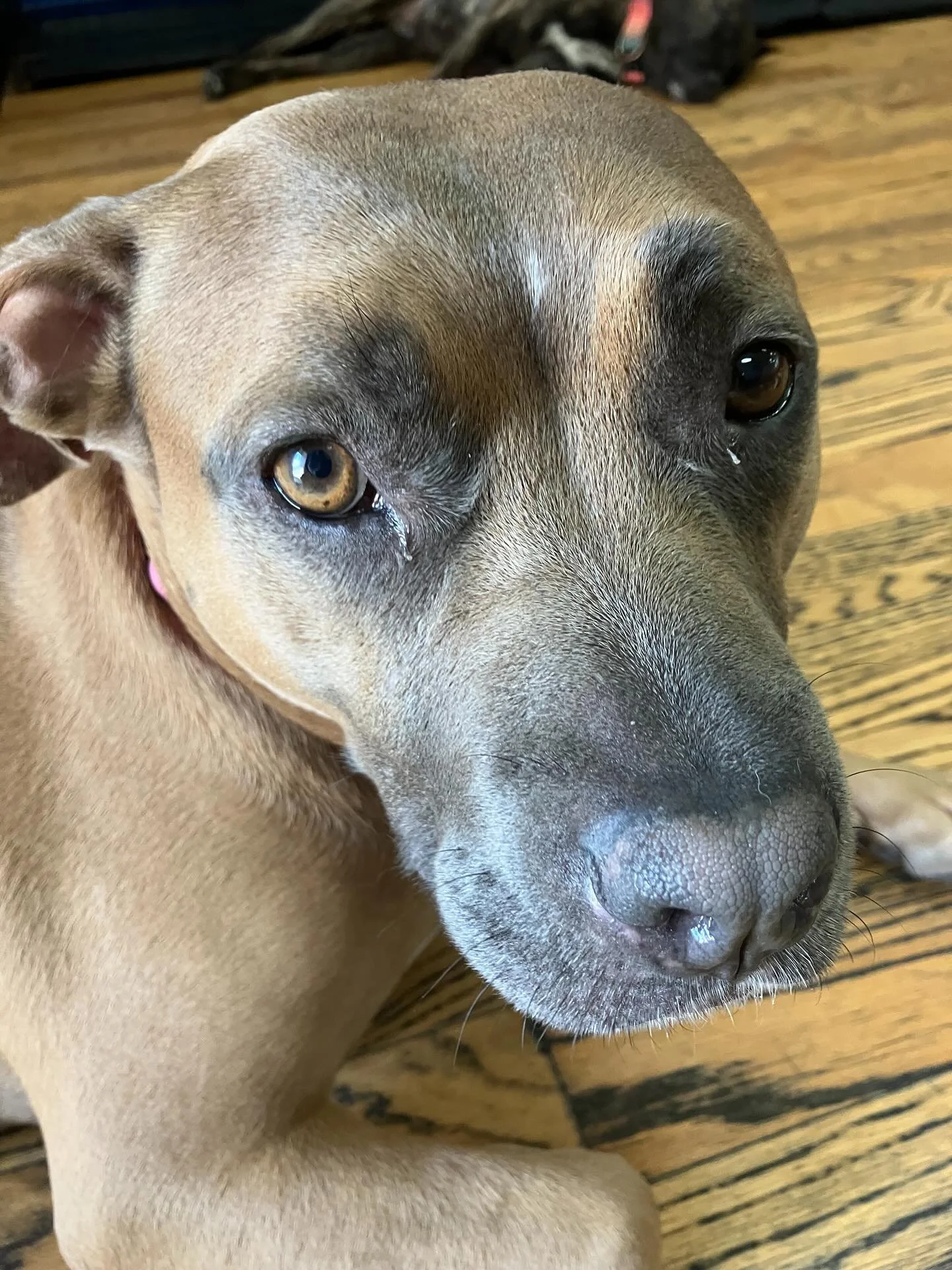And the heat goes on… 🎶 ☀️ 🐶
Stay cool! Have a wonderful weekend!
#chicagodog #chicagodogs #chicagodogsofinstagram #chicagodogstagram #chicagodogdaycare #doggydaycare #dogsofinstagram #dogsofinsta #dogsofig #rescuedogsofinstagram #mixedbr