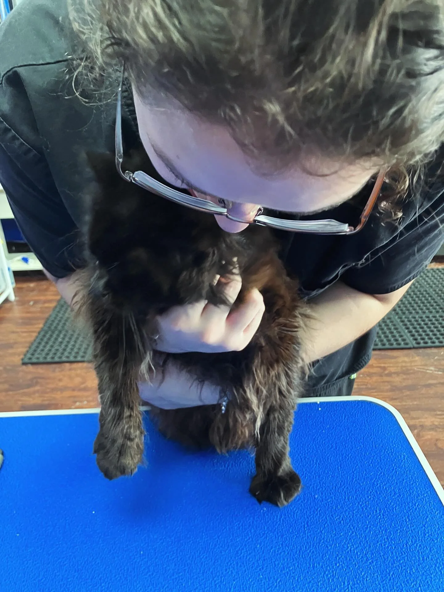 Rosie & Emma got the pleasure of making two kitties feel much better today, getting them clean & dematting so they could be more comfy& cool this summer! They weren’t huge fans of the process but they left feeling much better. After