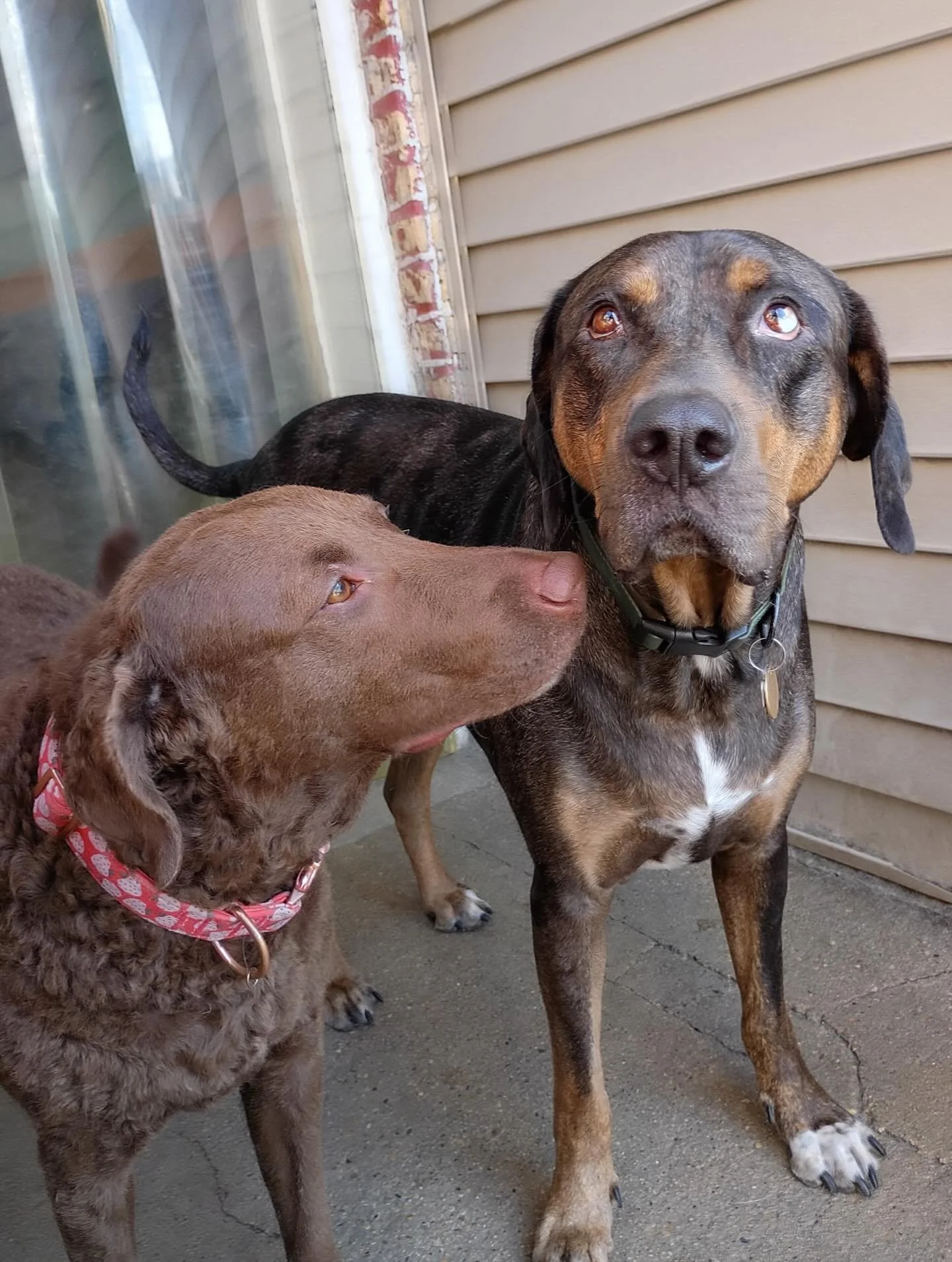 Enjoy the long weekend folks! 💪#chicagodog #chicagodogs #chicagodogsofinstagram #chicagodogstagram #chicagodogdaycare #doggydaycare #dogsofinstagram #dogsofinsta #dogsofig #rescuedogsofinstagram #mixedbreedsofinstagram