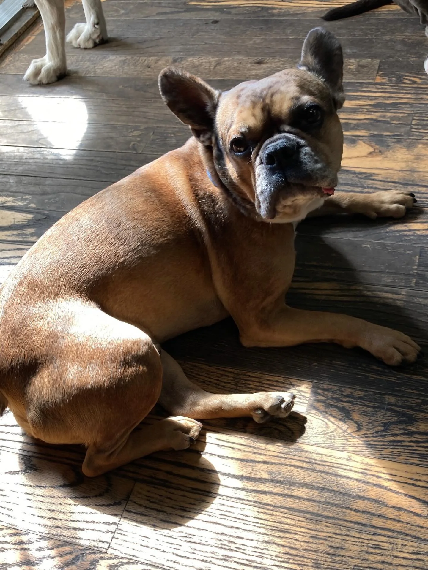 The weekend is upon us All Stars! Enjoy! ๐ ๐ ๐พ ๐ โพ๏ธ ๐ถ ๐บ
#chicagodog #chicagodogs #chicagodogsofinstagram #chicagodogstagram #chicagodogdaycare #doggydaycare #dogsofinstagram #dogsofinsta #dogsofig #rescuedogsofinstagram #mixedbreedsofinstagra