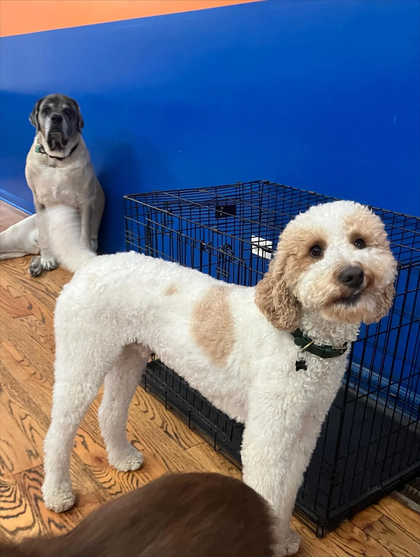 πΆ π₯ π #Chicagodog #chicagodogs #chicagodogsofinstagram #chicagodogstagram #chicagodogdaycare #doggydaycare #dogsofinstagram #dogsofinsta #dogsofig #rescuedogsofinstagram #mixedbreedsofinstagram