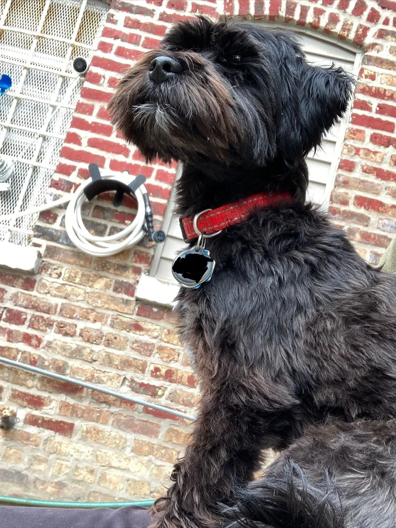 Have a good weekend everybody! 🌞 🐕 

#chicagodog #chicagodogs #chicagodogsofinstagram #chicagodogstagram #chicagodogdaycare #doggydaycare #dogsofinstagram #dogsofinsta #dogsofig #rescuedogsofinstagram #mixedbreedsofinstagram