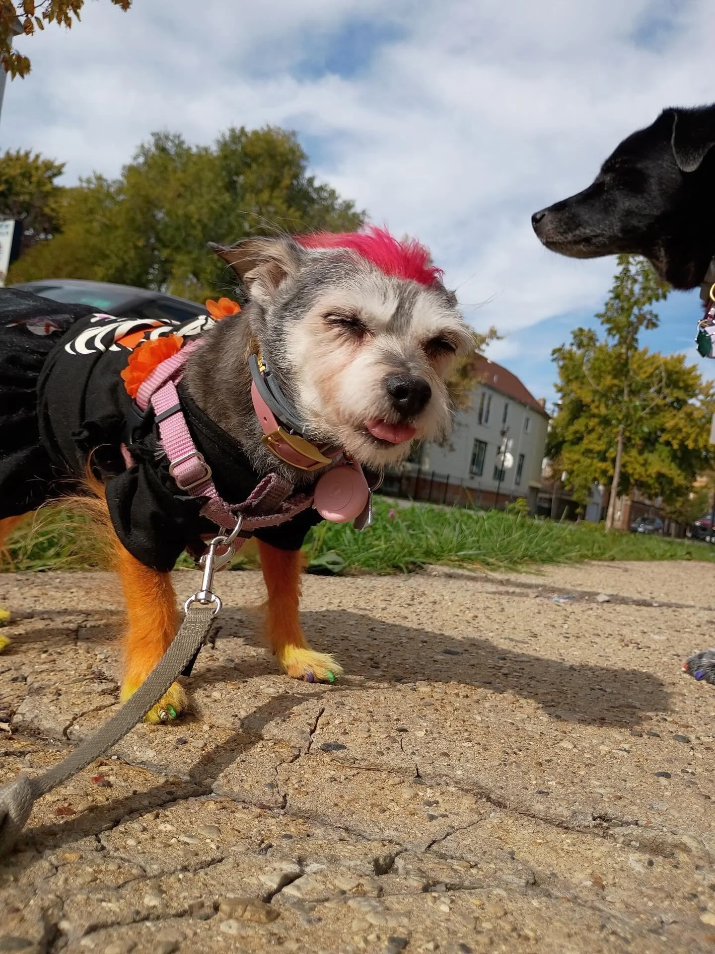 Have a safe and happy Halloween All Stars! 
🎃 🐶 🐕 🍁 👻 

#chicagodog #chicagodogs #chicagodogsofinstagram #chicagodogstagram #chicagodogdaycare #doggydaycare #dogsofinstagram #dogsofinsta #dogsofig #rescuedogsofinstagram #mixedbreedsofinstagram