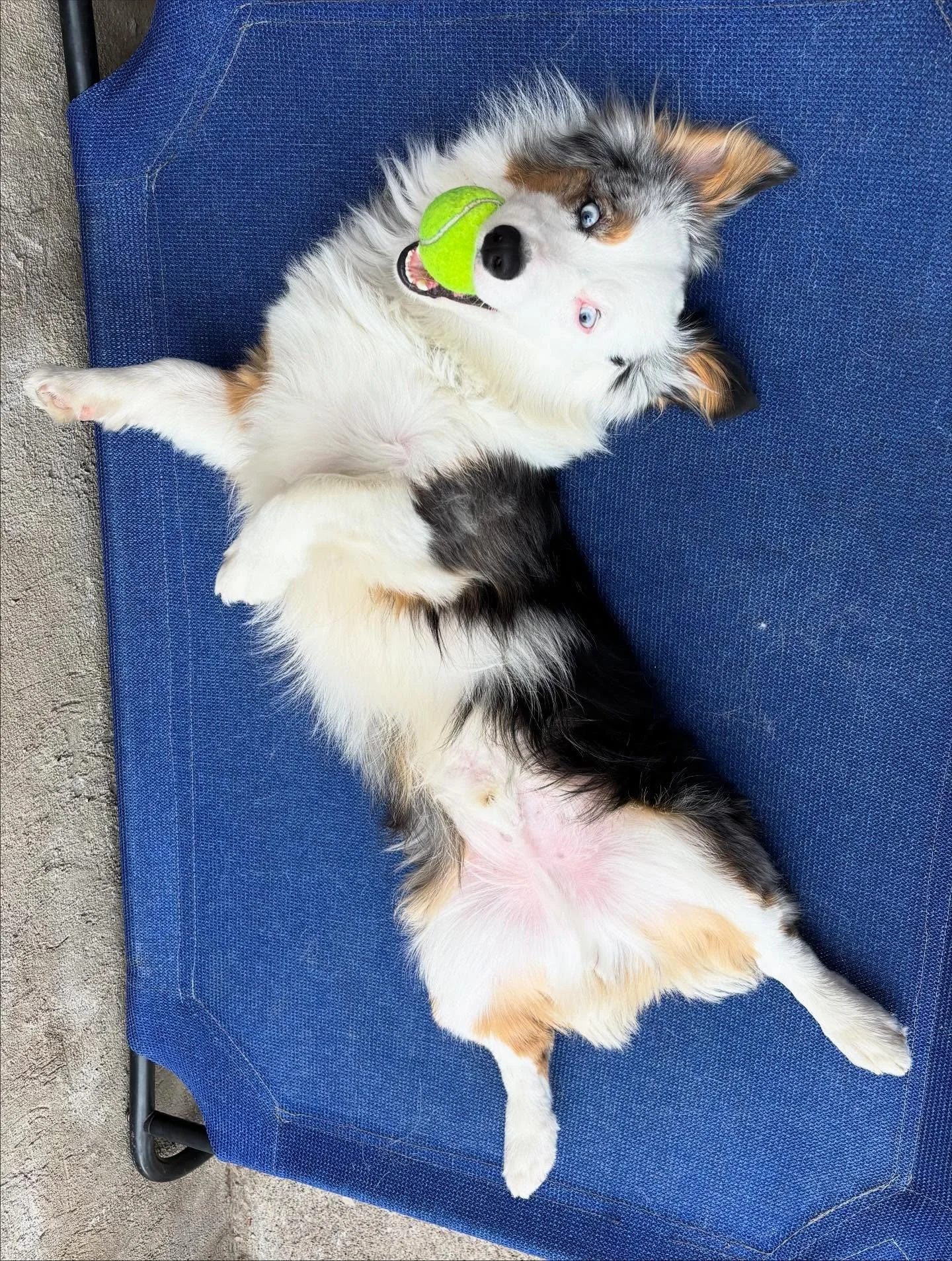 Hey weekend- Let&rsquo;s do this! 🐶🌞🍂

#dogsofinstagram#dogsoflogansquare#
#chicagodogdaycares