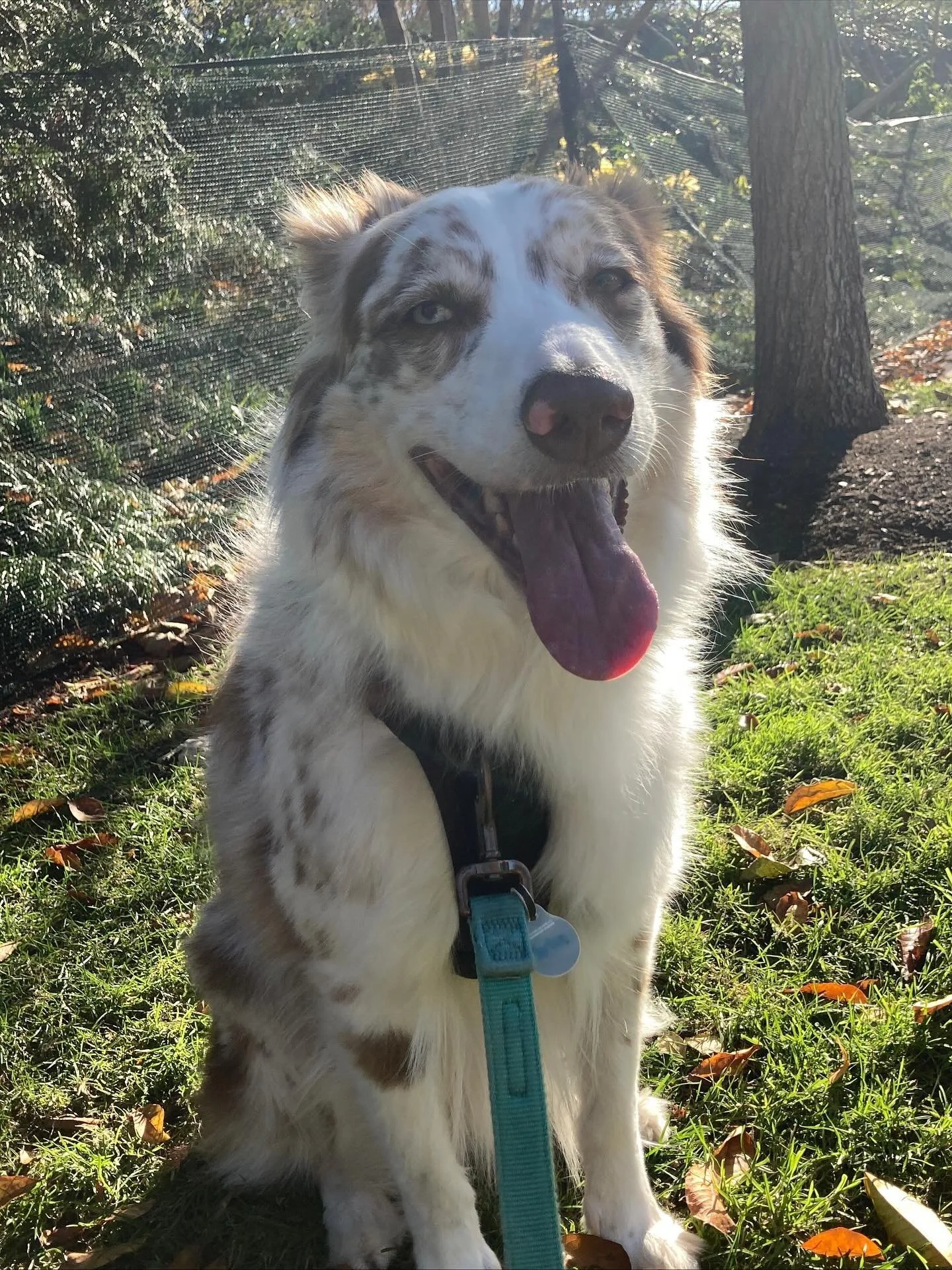 Enjoy the balmy Fall weather and have a fun weekend All Stars! 🌞🍂😎🐶

##chicagodog #chicagodogs #chicagodogsofinstagram #chicagodogstagram #chicagodogdaycare #doggydaycare #dogsofinstagram #dogsofinsta #dogsofig #rescuedogsofinstagram #mixedbreeds