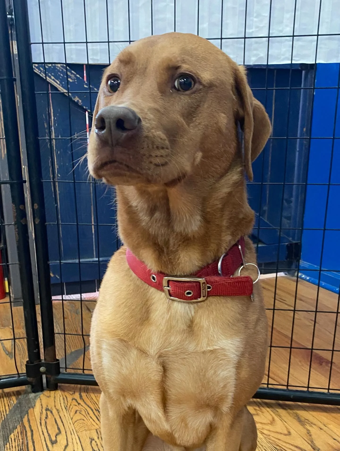 Happy Thanksgiving! 🦃🥧 #Chicagodog #chicagodogs #chicagodogsofinstagram chicagodogstagram chicagodogdaycare doggydaycare dogsofinstagram dogsofinsta dogsofig rescuedogsofinstagram mixedbreedsofinstagram