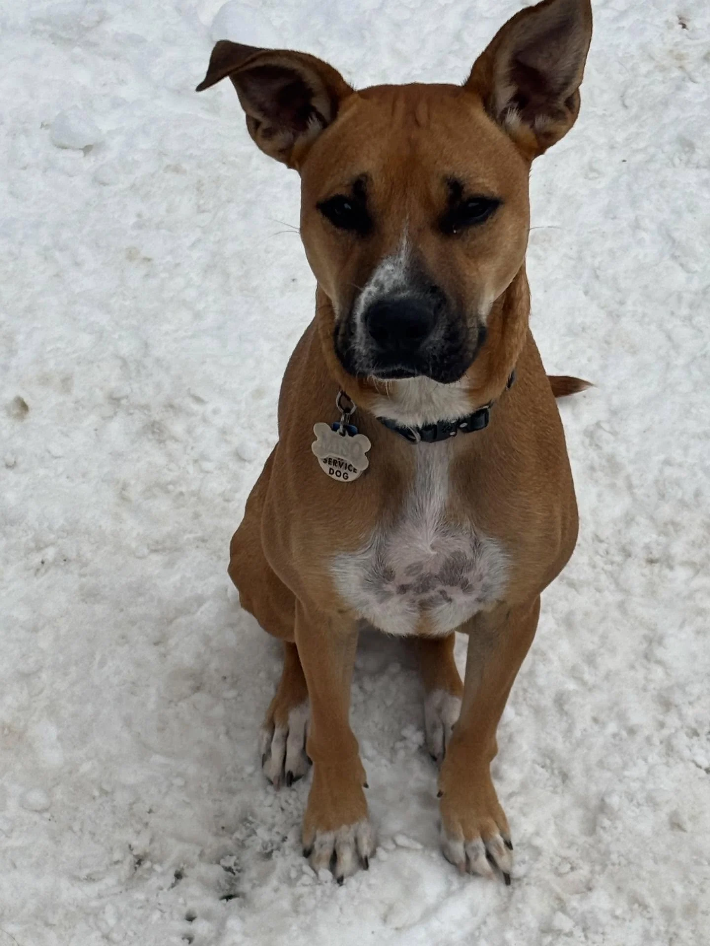 Stay warm out there this weekend! ❄️☃️🦮🐶🐾

#chicagodog #chicagodogs chicagodogsofinstagram chicagodogstagram chicagodogdaycare doggydaycare dogsofinstagram dogsofinsta dogsofig rescuedogsofinstagram mixedbreedsofinstagram