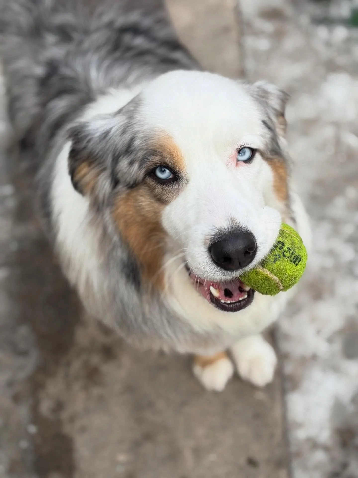 You might need to bundle up those pups in their winter-wear this weekend&hellip;! Go Bears!
🥶😳🐶🐕&zwj;🦺🏈🐻

#chicagodog #chicagodogs chicagodogsofinstagram chicagodogstagram chicagodogdaycare doggydaycare dogsofinstagram dogsofinsta dogsofig res