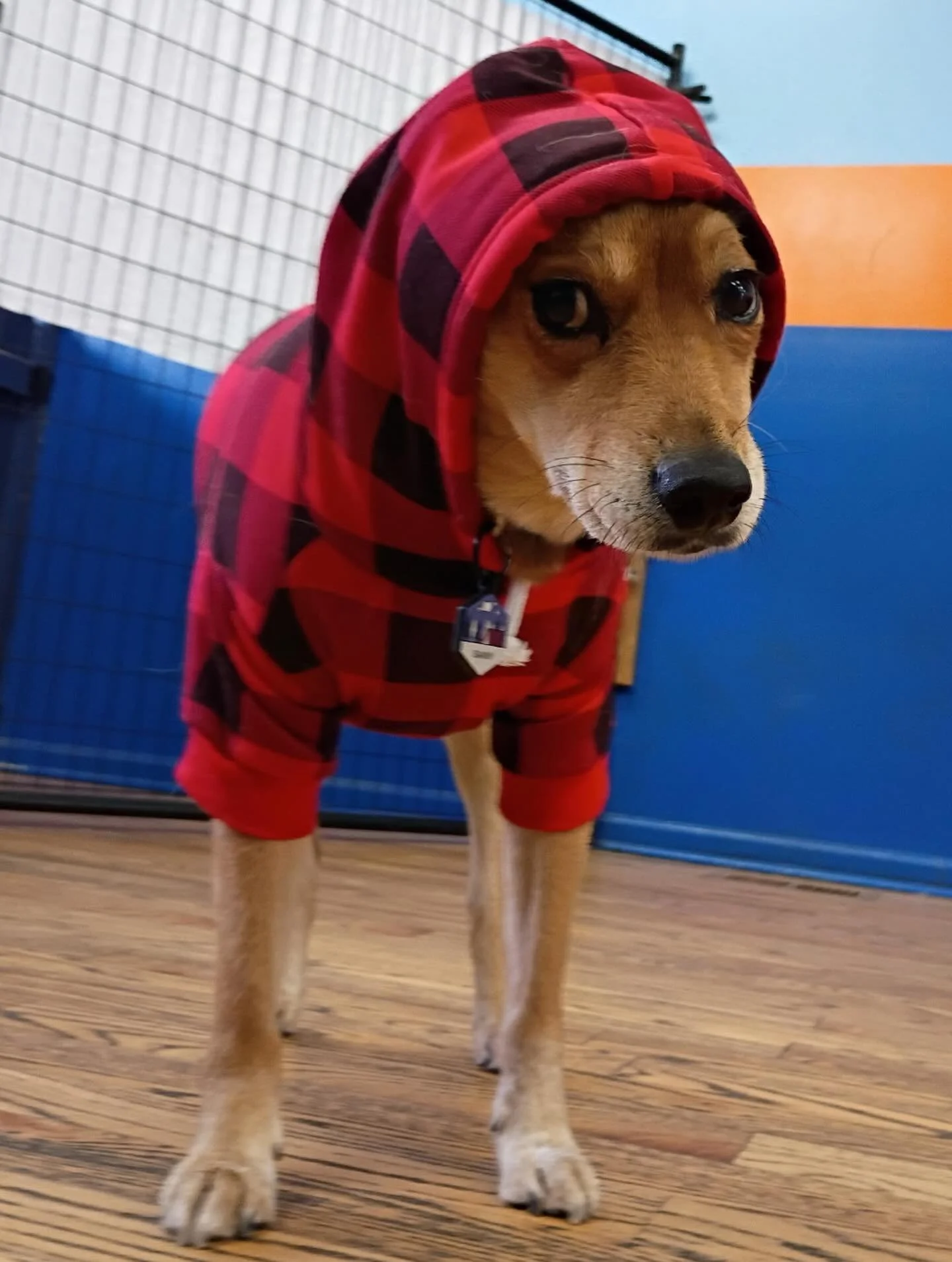 Enjoy the weekend folks! 
🐕&zwj;🦺🐶🐻🏈🌞☃️🙌

#chicagodog #chicagodogs #chicagodogsofinstagram #chicagodogstagram chicagodogdaycare doggydaycare dogsofinstagram dogsofinsta dogsofig rescuedogsofinstagram mixedbreedsofinstagram