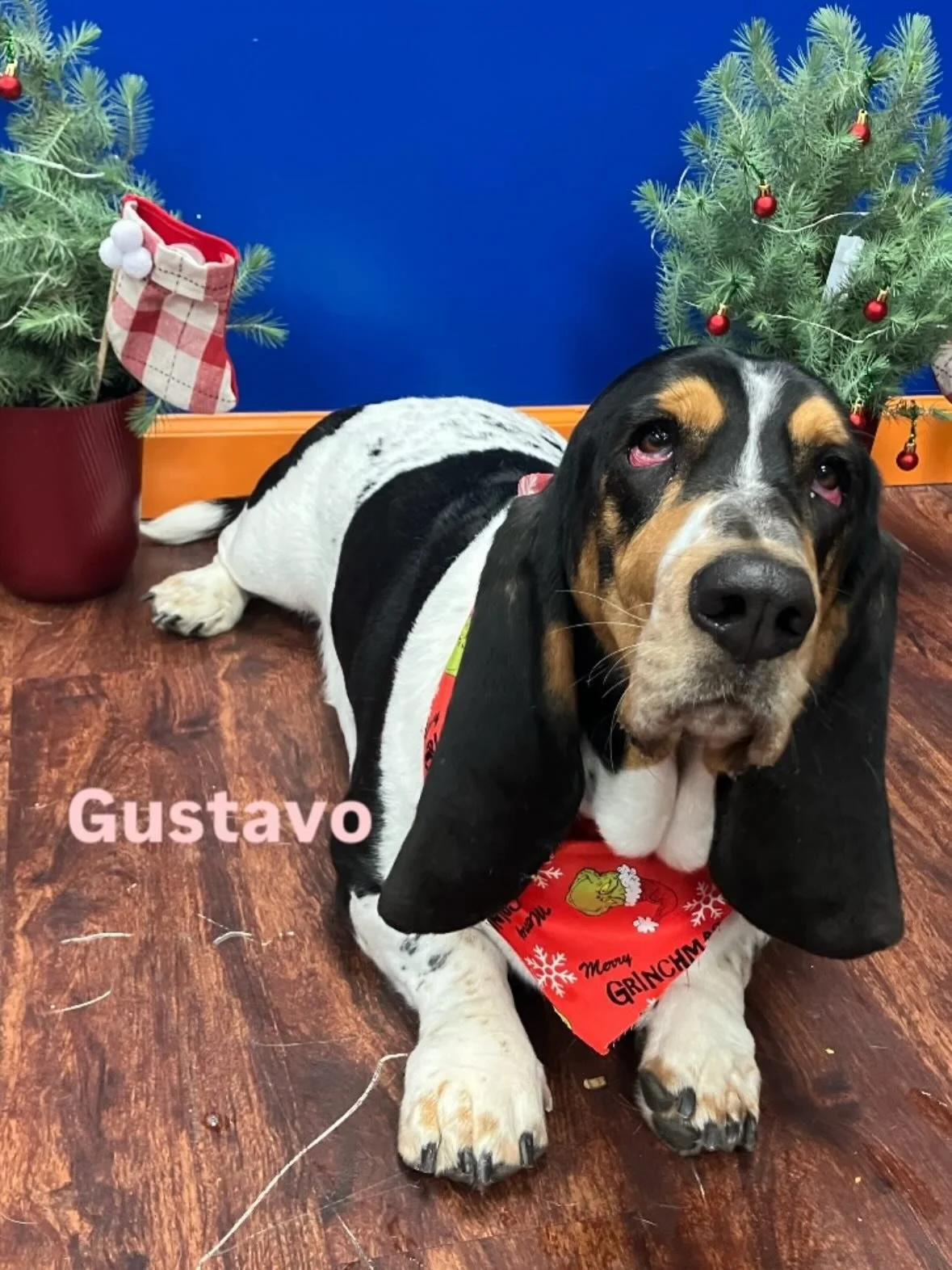 It&rsquo;s time to vote for our Happy Pawladays contest winner!  We had 28 total dogs enter.  There will be 2 posts with 14 dogs each.  Comment with the name of your favorite below.  Please comment just once, but friends and family can also comment t