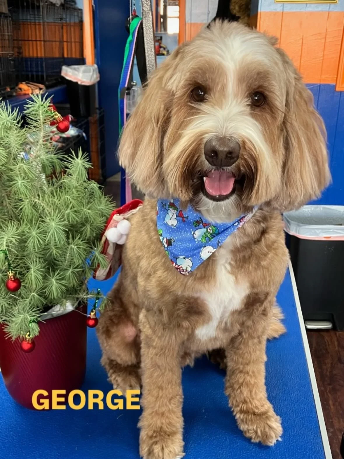 It&rsquo;s time to vote for our Happy Pawladays contest winner!  We had 28 total dogs enter.  There will be 2 posts with 14 dogs each.  Comment with the name of your favorite below.  Please comment just once, but friends and family can also comment t