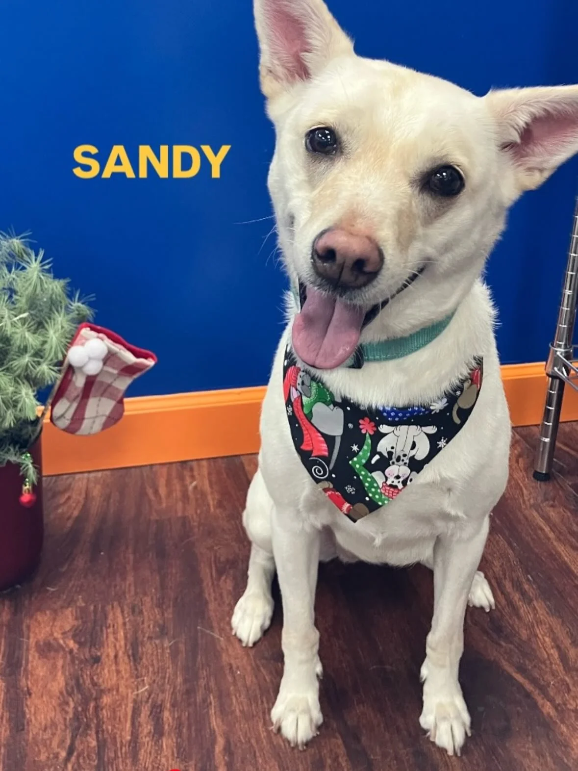 We have a Winner!  Sandy came in at 52 votes 🏆 !  Poppi with 46 and Milo a close 3rd at 44!  Honorable mention to George G with 33.  Thanks so much to everyone who participated and who voted, that was really fun.  Contest winners, please contact us 