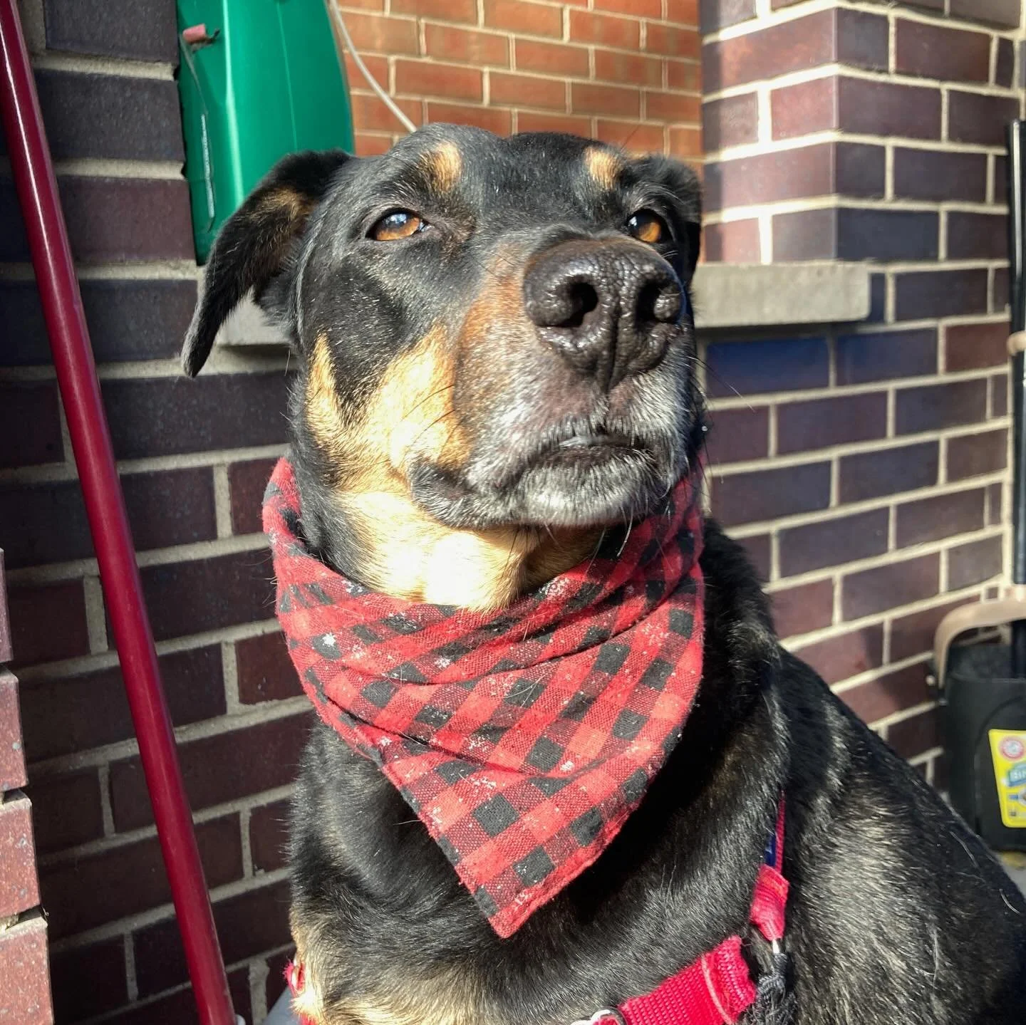 Happy Friday - from our AllStar pups 🤗

#chicagodogs #doggydaycare #dogsofinstagram #dog #rescuedogsofinstagram
