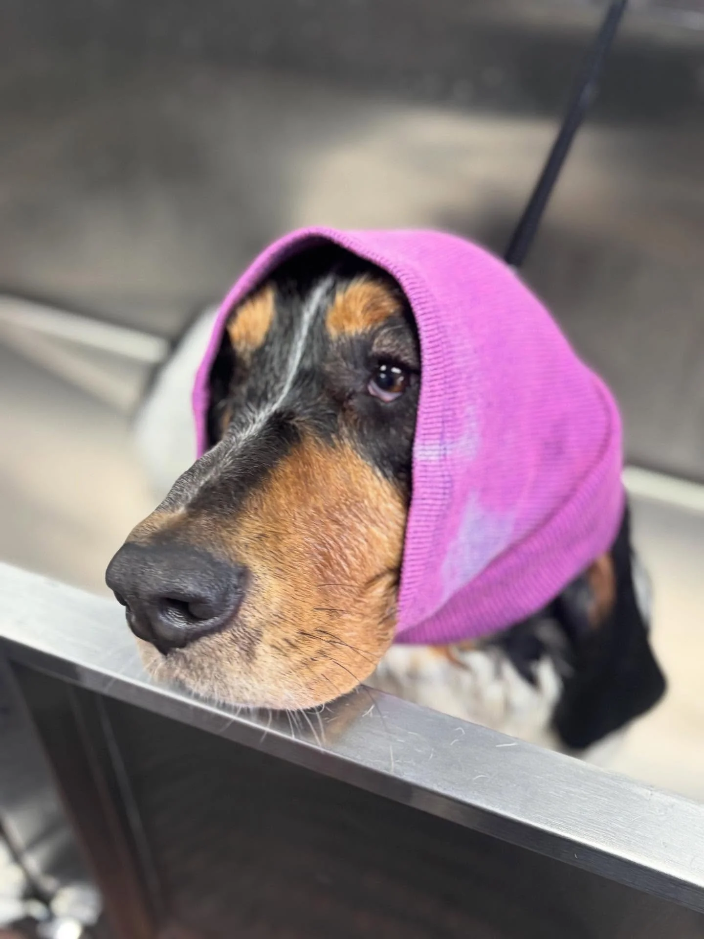 A comfy, happy, and silly week with our #AllStars ! 🐶⭐️

#chicagodogs #doggydaycare #dogsofinstagram #rescuedogsofchicago