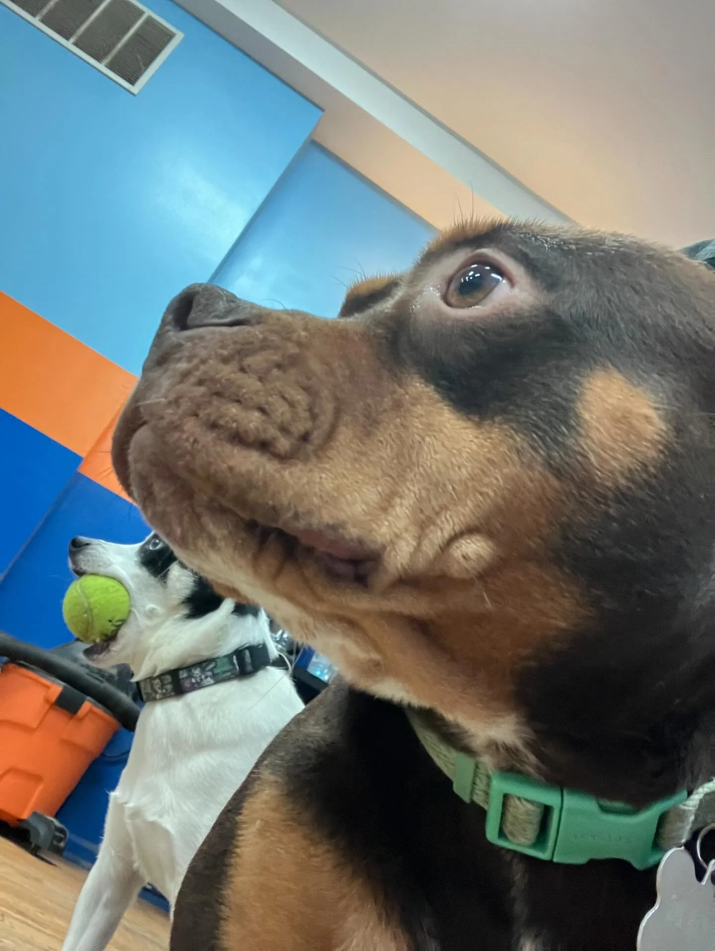 Have a great one All Stars! Go Bearssss!! 
🐕&zwj;🦺🐻🏈🌞🌥️⭐️✨

#chicagodog #chicagodogs #chicagodogsofinstagram #chicagodogstagram chicagodogdaycare doggydaycare dogsofinstagram dogsofinsta dogsofig rescuedogsofinstagram mixedbreedsofinstagram