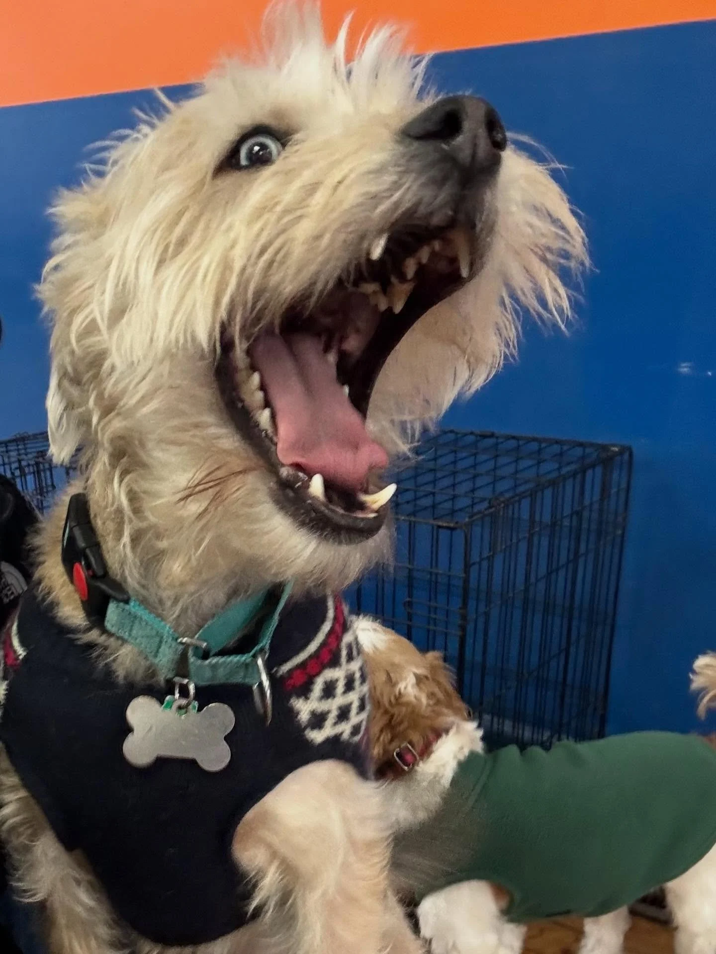 Stay warm, stay safe! For serious! 
🥶😱✨🐶🐕&zwj;🦺☃️

#chicagodog #chicagodogs #chicagodogsofinstagram #chicagodogstagram chicagodogdaycare doggydaycare dogsofinstagram dogsofinsta dogsofig rescuedogsofinstagram mixedbreedsofinstagram