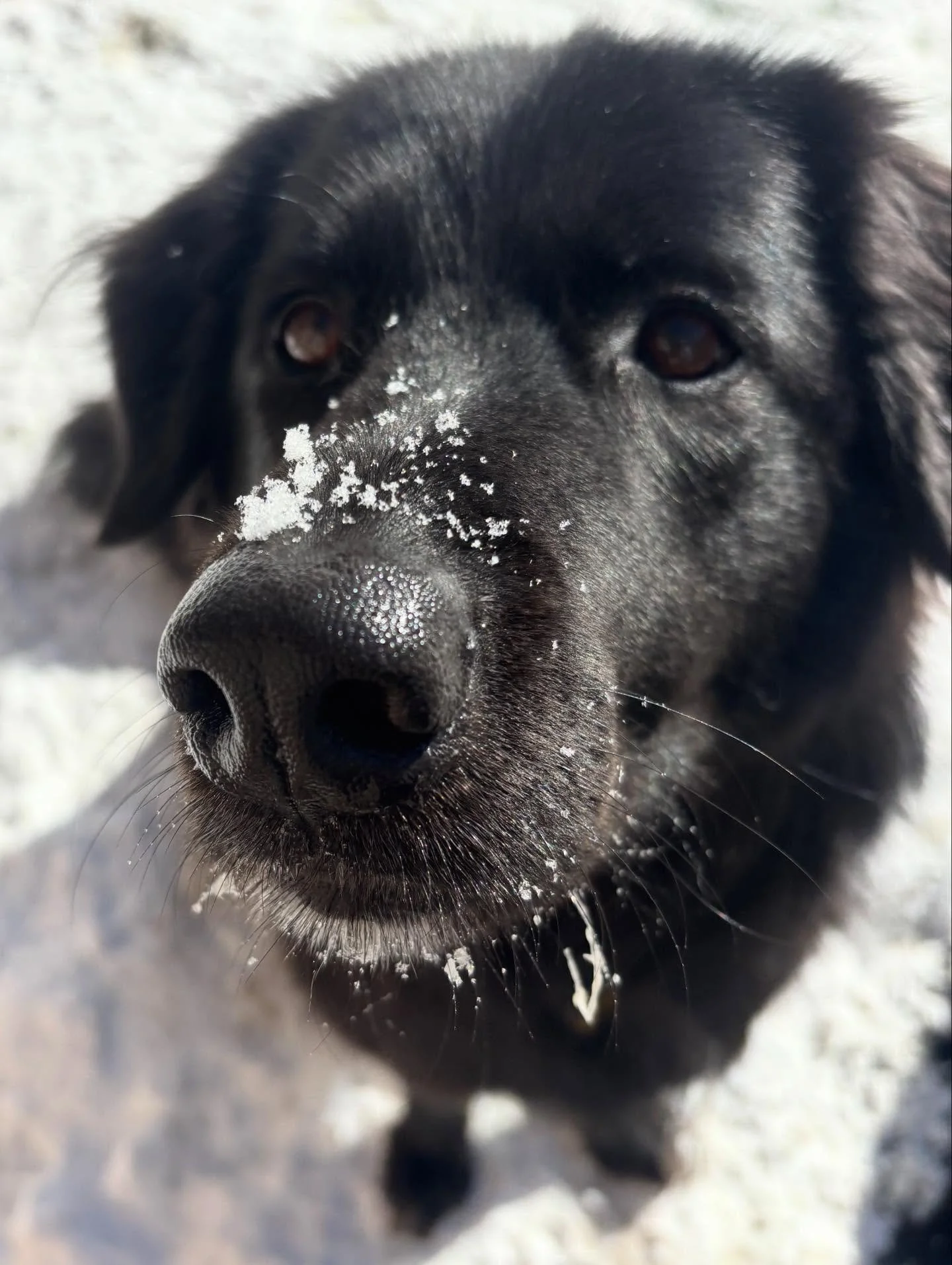 Have a great weekend All Stars!
🐕 🐶 ❄️ ⛄️ ✨ 

#chicagodog #chicagodogs #chicagodogsofinstagram #chicagodogstagram chicagodogdaycare doggydaycare dogsofinstagram dogsofinsta dogsofig rescuedogsofinstagram mixedbreedsofinstagram