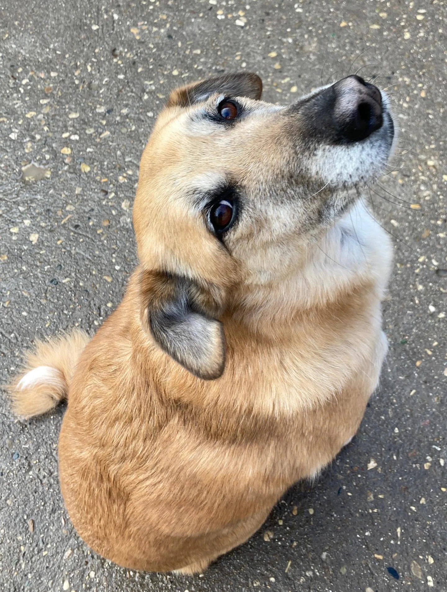 Enjoy Fake Spring while it lasts All Stars!
🐶🐕&zwj;🦺🌞⭐️✨

#chicagodog #chicagodogs #chicagodogsofinstagram #chicagodogstagram chicagodogdaycare doggydaycare dogsofinstagram dogsofinsta dogsofig rescuedogsofinstagram mixedbreedsofinstagram