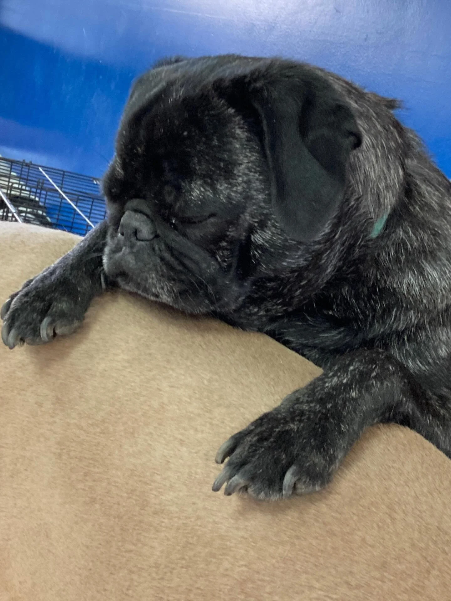 Fake Spring has officially ended.. Enjoy the blustery goodness this weekend! ❄️🥶🐶🦮⭐️✨

#chicagodog #chicagodogs #chicagodogsofinstagram #chicagodogstagram #chicagodogdaycare doggydaycare dogsofinstagram dogsofinsta dogsofig rescuedogsofinstagram m