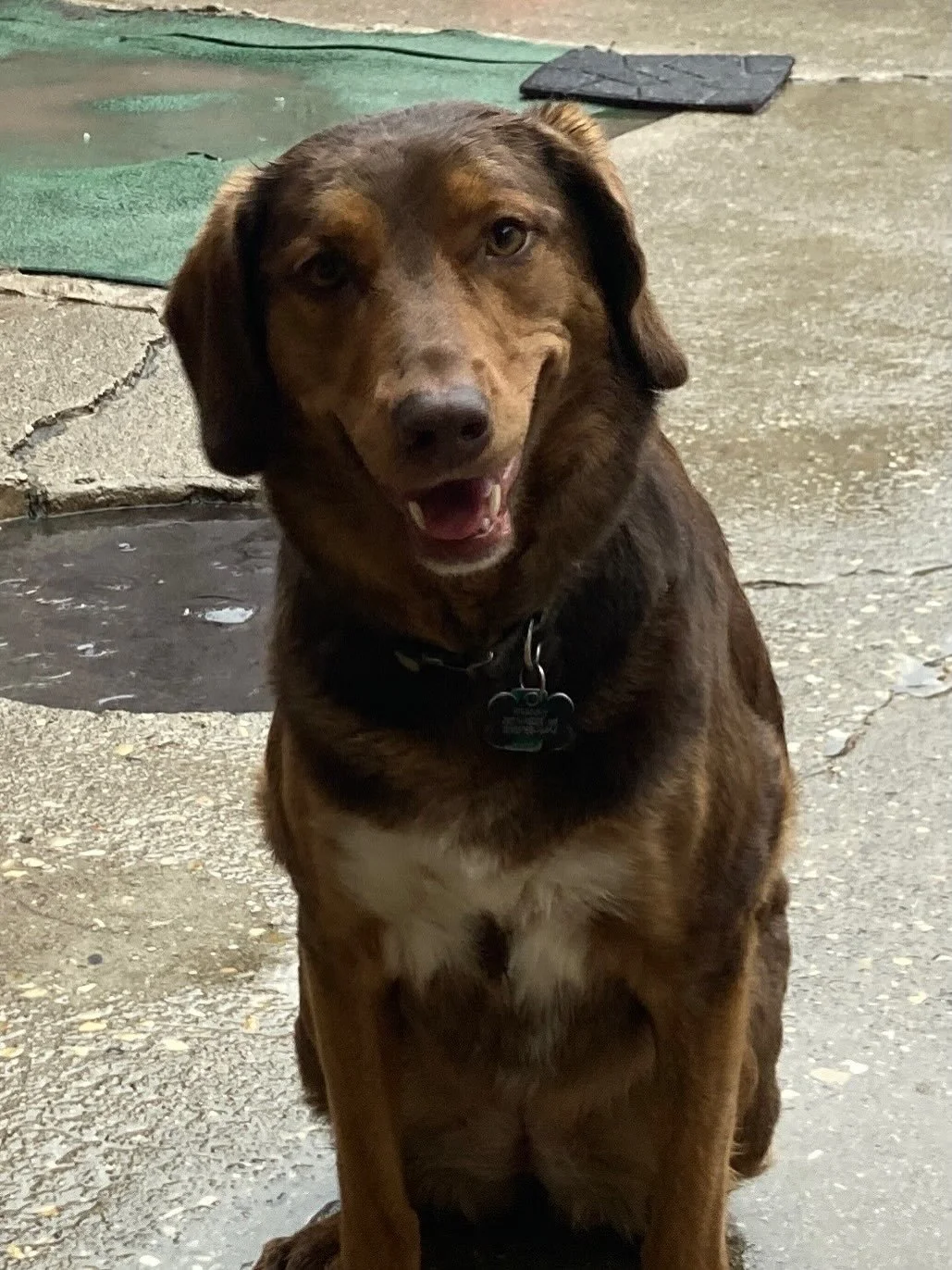 Stay dry out there All Stars! Enjoy the weekend!
🐕&zwj;🦺🦮🌦️🌱⭐️✨

#chicagodog #chicagodogs #chicagodogsofinstagram #chicagodogstagram chicagodogdaycare doggydaycare dogsofinstagram dogsofinsta dogsofig rescuedogsofinstagram mixedbreedsofinstagram