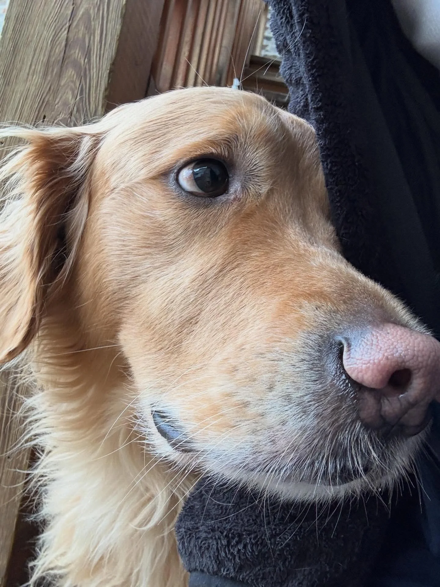 Thar&rsquo;s a strong wind a blowin&rsquo;- don&rsquo;t get carried away this weekend..!💨🐕&zwj;🦺🐕🐶🌞☘️✨

#chicagodog #chicagodogs #chicagodogsofinstagram #chicagodogstagram chicagodogdaycare doggydaycare dogsofinstagram dogsofinsta dogsofig resc