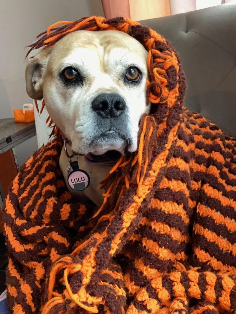 Happy Spring everyone! Have a great weekend! 
🌞☘️🌱⭐️🦮🐕&zwj;🦺🐶✨

#chicagodog #chicagodogs #chicagodogsofinstagram #chicagodogstagram chicagodogdaycare doggydaycare dogsofinstagram dogsofinsta dogsofig rescuedogsofinstagram mixedbreedsofinstagram