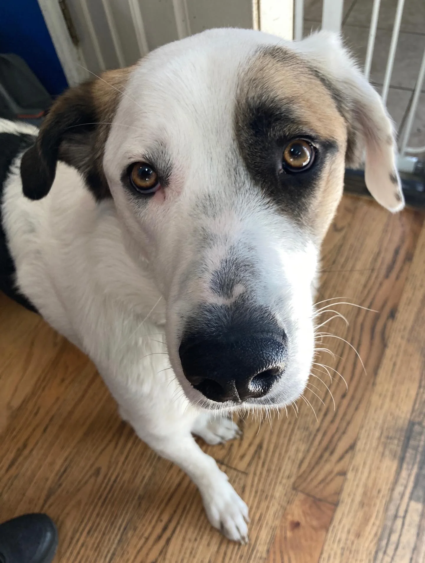 Have a great weekend All Stars! 🐶🦮🌞✨

#chicagodog #chicagodogs #chicagodogsofinstagram #chicagodogstagram chicagodogdaycare doggydaycare dogsofinstagram dogsofinsta dogsofig rescuedogsofinstagram mixedbreedsofinstagram