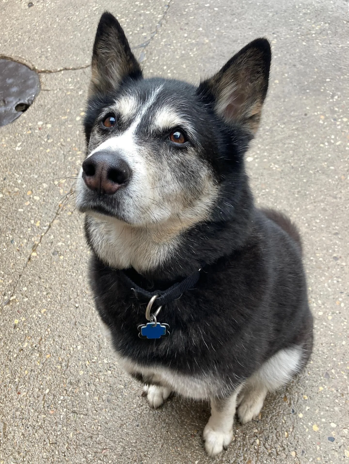 Another fun pup week in the books! Have a great weekend folks! 🐕🐶🐕&zwj;🦺🌱✨

#chicagodog #chicagodogs #chicagodogsofinstagram #chicagodogstagram chicagodogdaycare doggydaycare dogsofinstagram dogsofinsta dogsofig rescuedogsofinstagram mixedbreeds