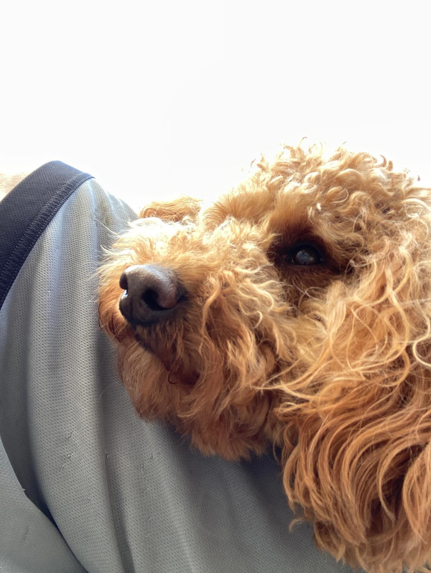 Enjoy the weather roller coaster folks! Have a great weekend! 🐶🐕&zwj;🦺🦮🐕🌞🌱🌦️✨

#chicagodog #chicagodogs #chicagodogsofinstagram #chicagodogstagram chicagodogdaycare doggydaycare dogsofinstagram dogsofinsta dogsofig rescuedogsofinstagram mixed