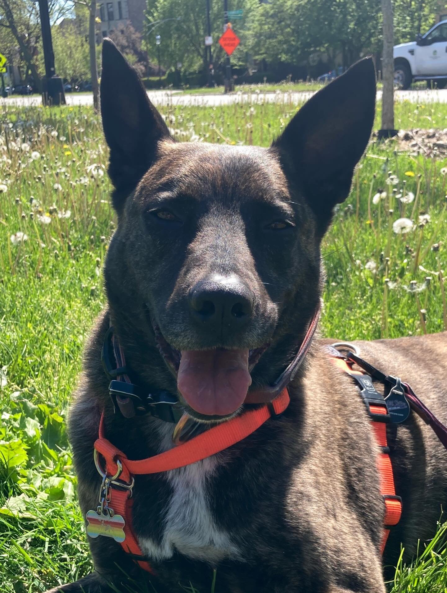 All about layers folks.. 🤷&zwj;♂️🥶🥵🌦️🐶 Have a great weekend! 

#chicagodog #chicagodogs #chicagodogsofinstagram #chicagodogstagram chicagodogdaycare doggydaycare dogsofinstagram dogsofinsta dogsofig rescuedogsofinstagram mixedbreedsofinstagram