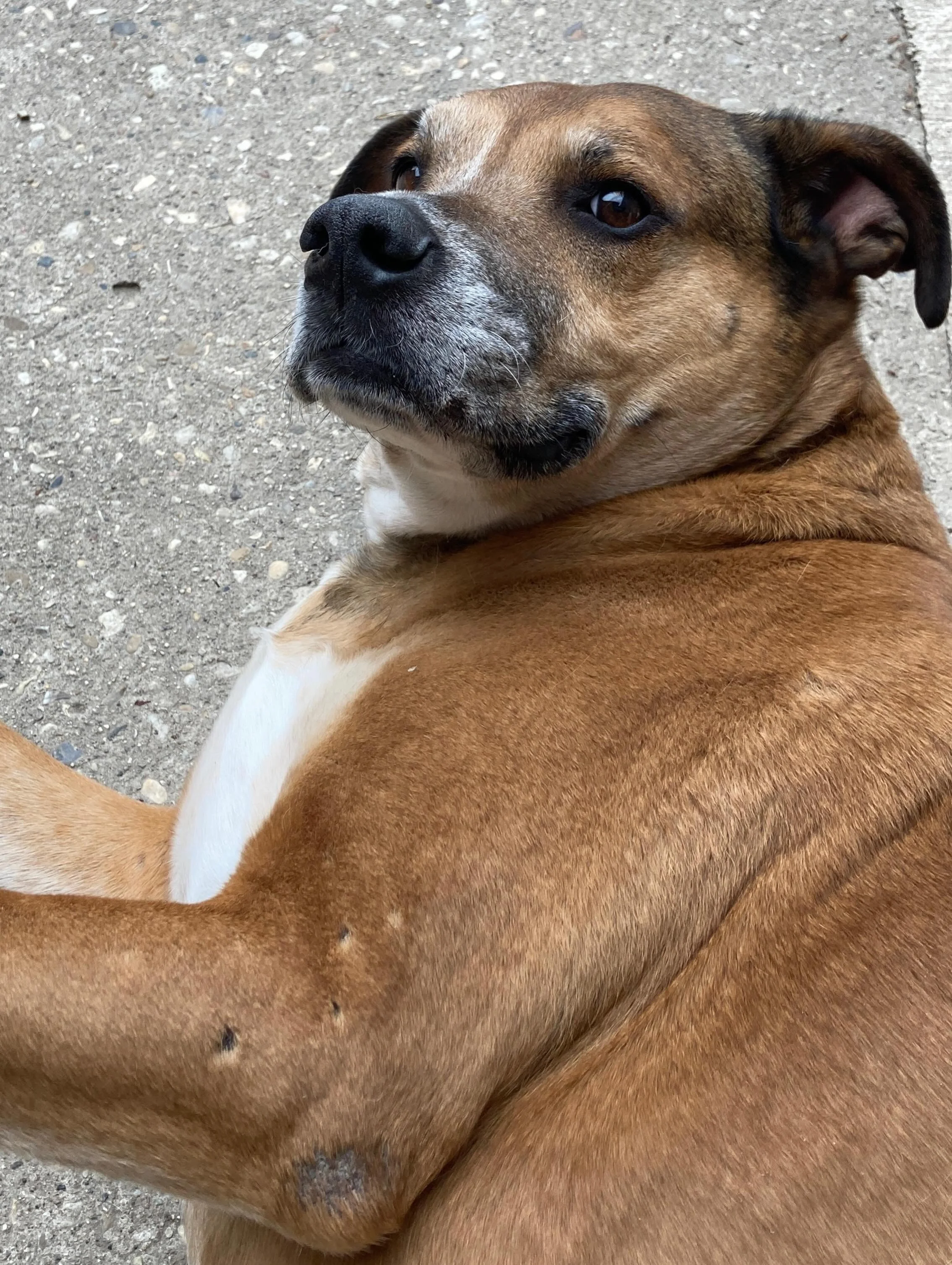 Have a great weekend All Stars! 🌞🌱🐶🐕&zwj;🦺🙌

#chicagodog #chicagodogs #chicagodogsofinstagram #chicagodogstagram chicagodogdaycare doggydaycare dogsofinstagram dogsofinsta dogsofig rescuedogsofinstagram mixedbreedsofinstagram