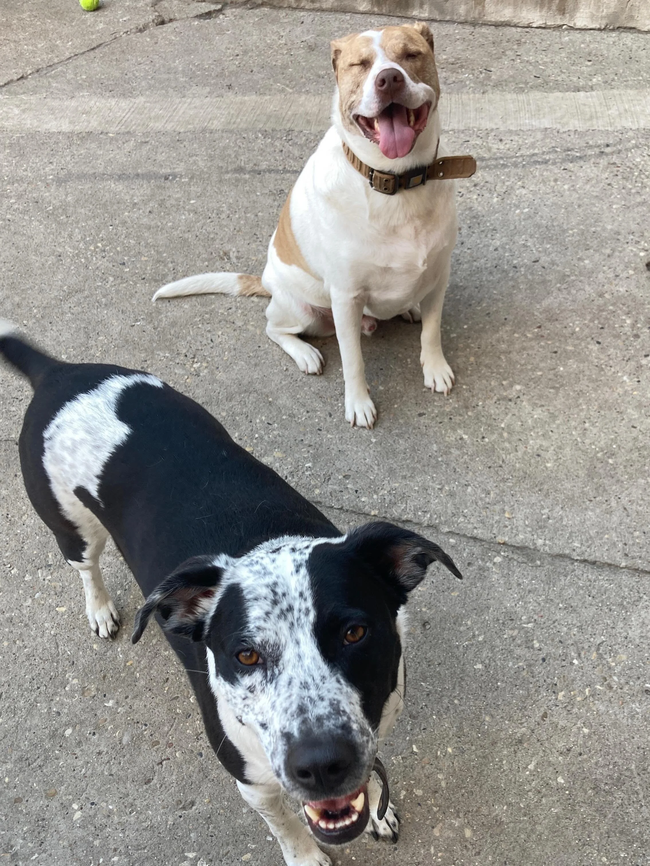 Finally the weather we&rsquo;ve all been waiting for&hellip; 🥵
Enjoy the weekend folks! 🐶🐕&zwj;🦺🐾🌦️🌱⚾️

#chicagodog #chicagodogs #chicagodogsofinstagram #chicagodogstagram chicagodogdaycare doggydaycare dogsofinstagram dogsofinsta dogsofig res