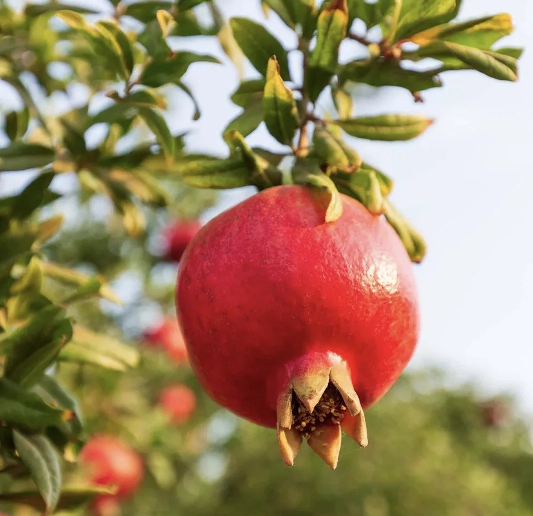 Pommegranate fruit on tree.jpg