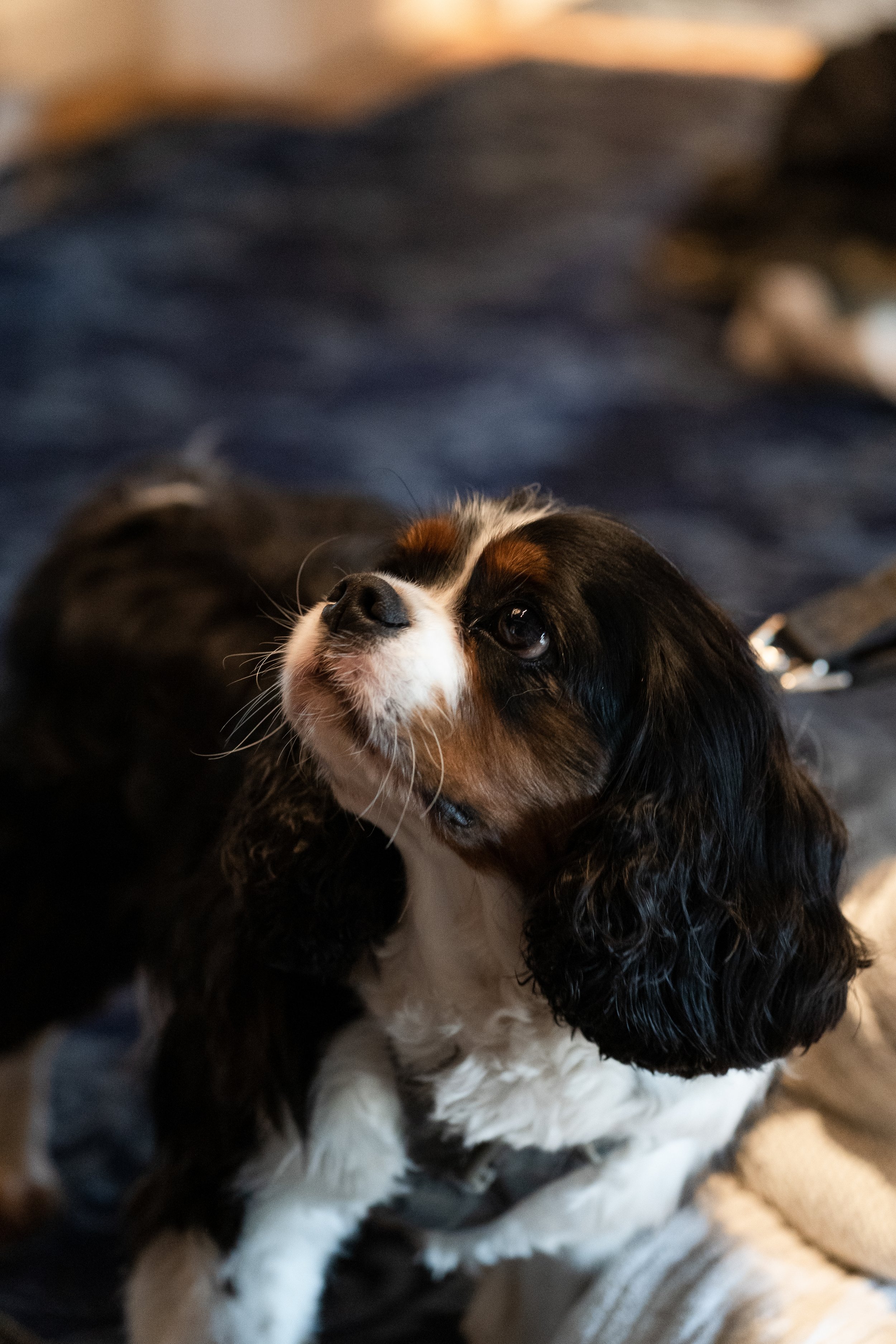 doggy-ring-bearer.jpg