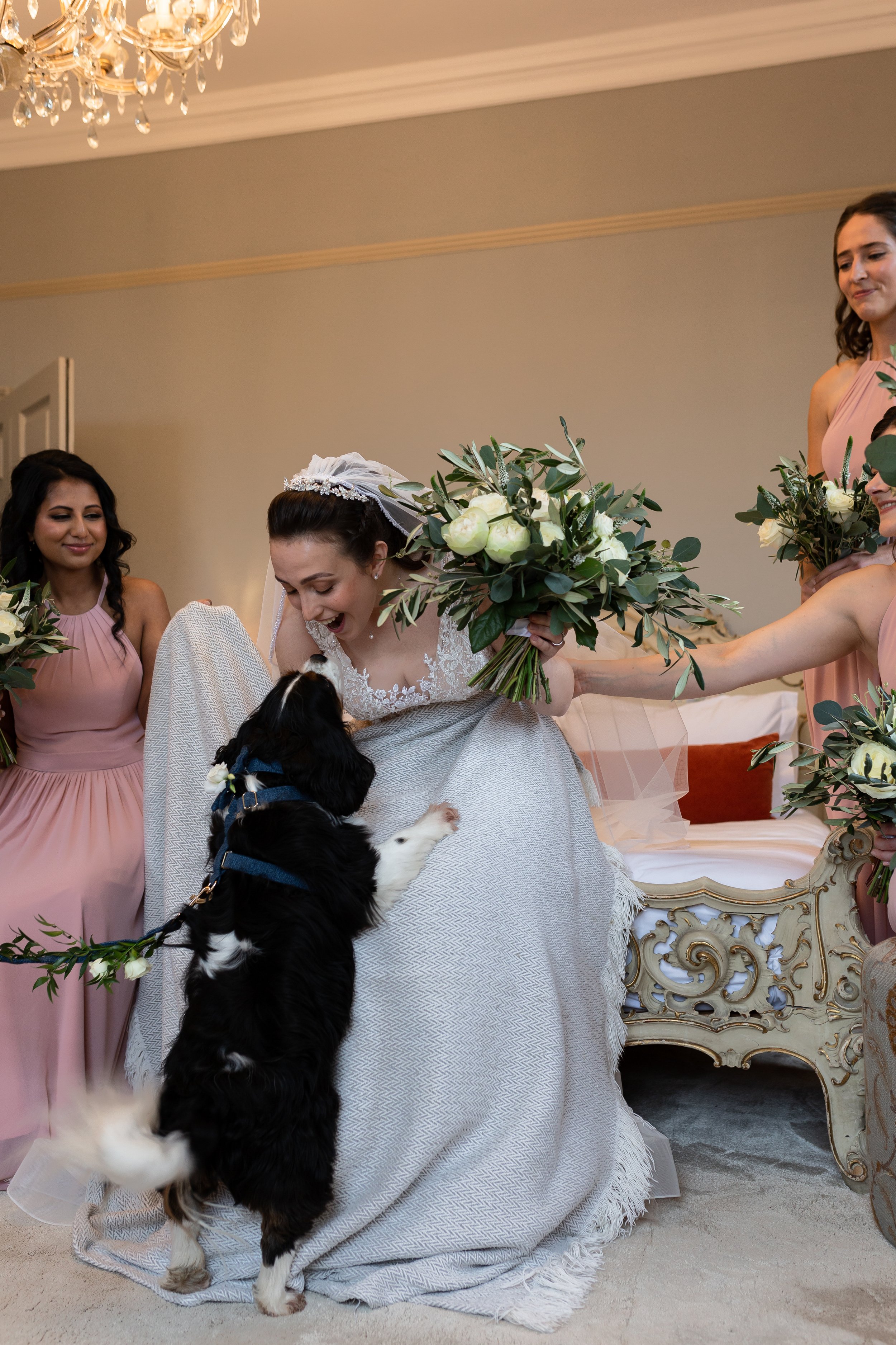 wedding-dog-newton-hall.jpg