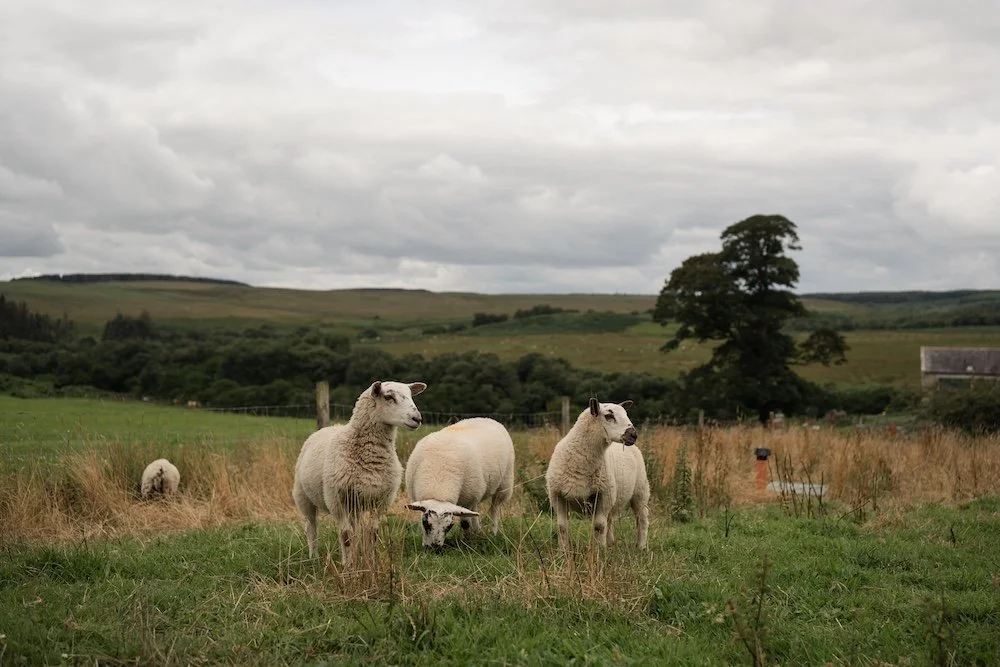 Kirsty & Josh - Newbiggin Farm - Laura Eddolls Photography-39.jpg