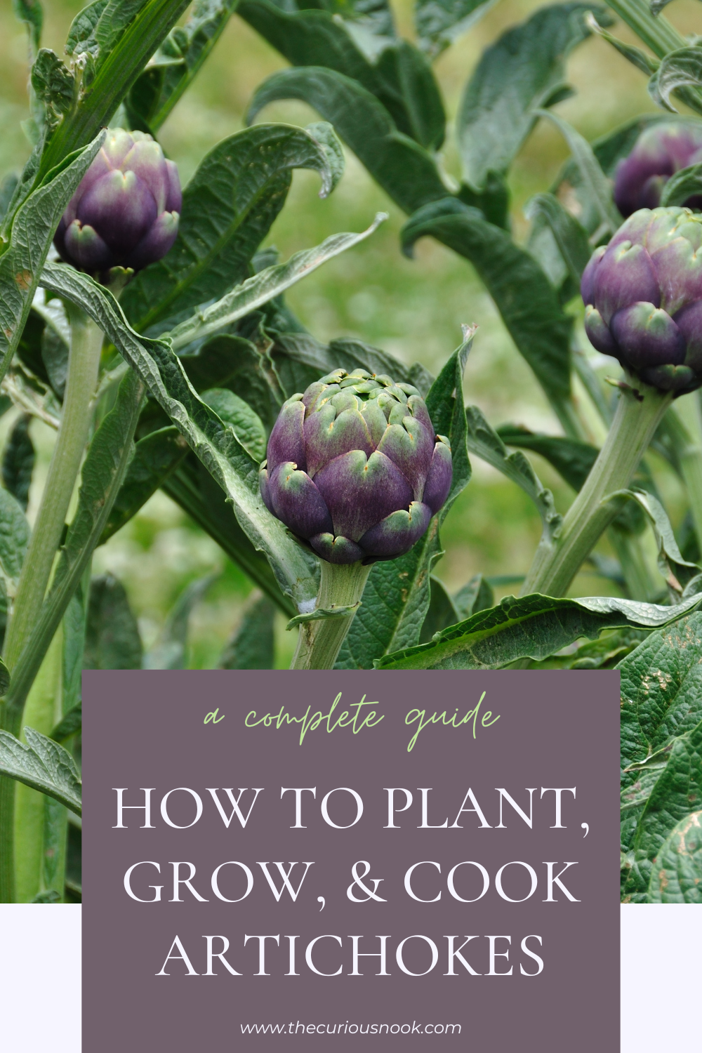 How to Plant, Grow, and Cook Artichokes: A Complete Guide — The Curious ...
